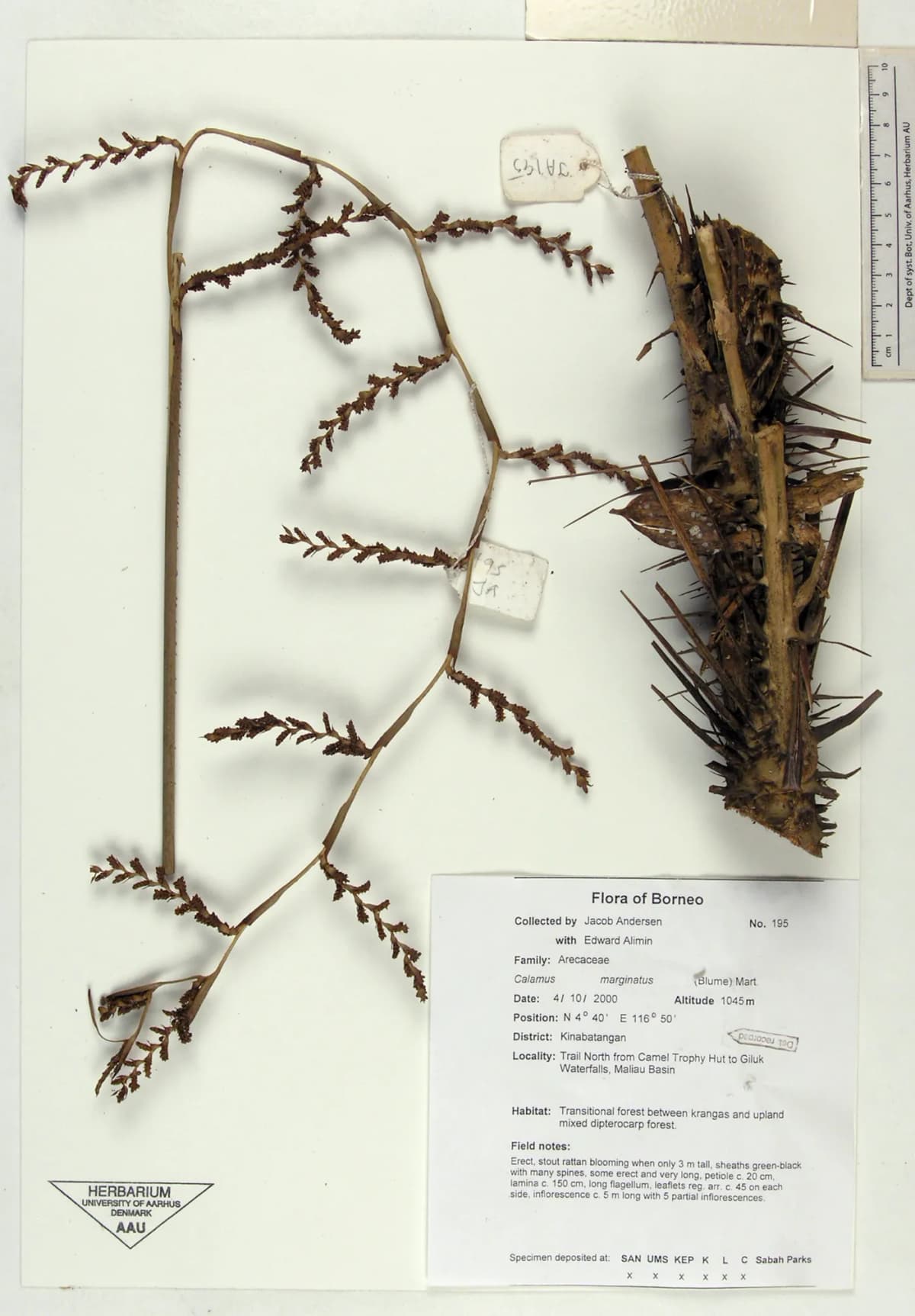 Botanical specimen of Calamus Marginatus.