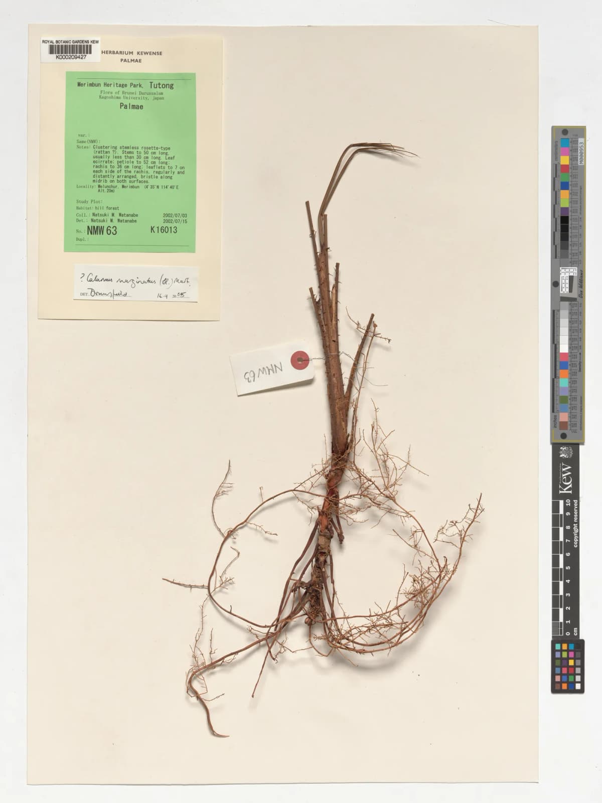 Botanical specimen of Calamus Marginatus.