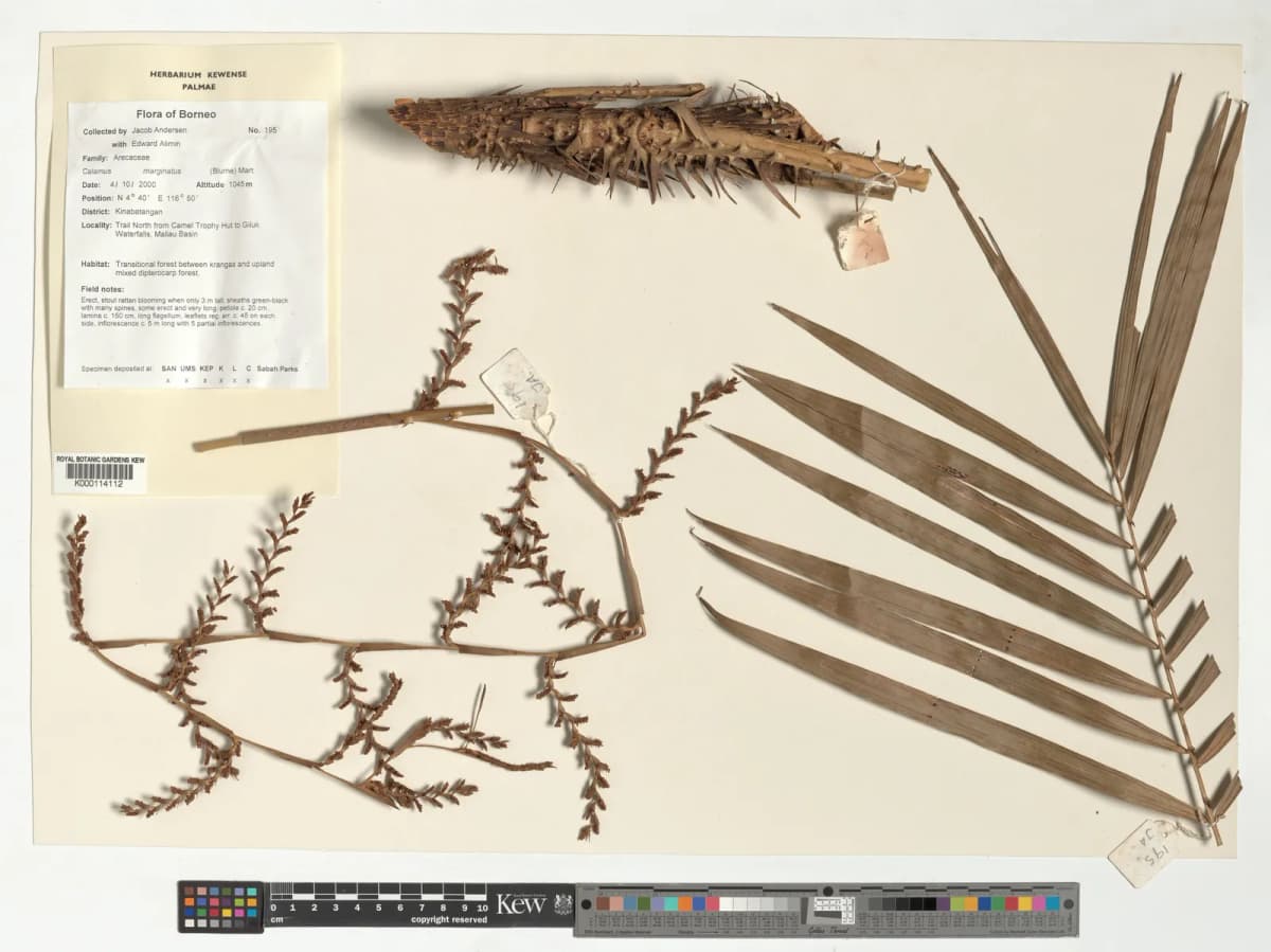 Botanical specimen of Calamus Marginatus.