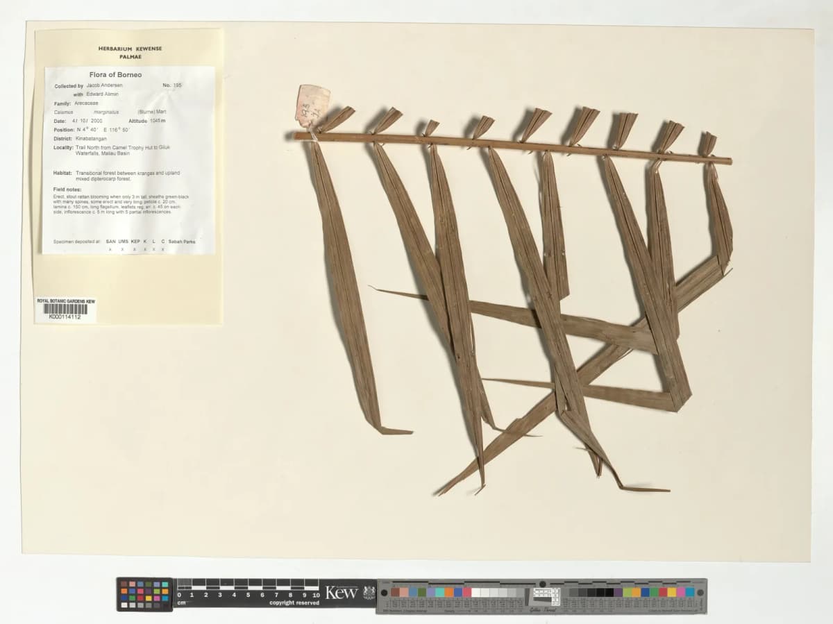 Botanical specimen of Calamus Marginatus.