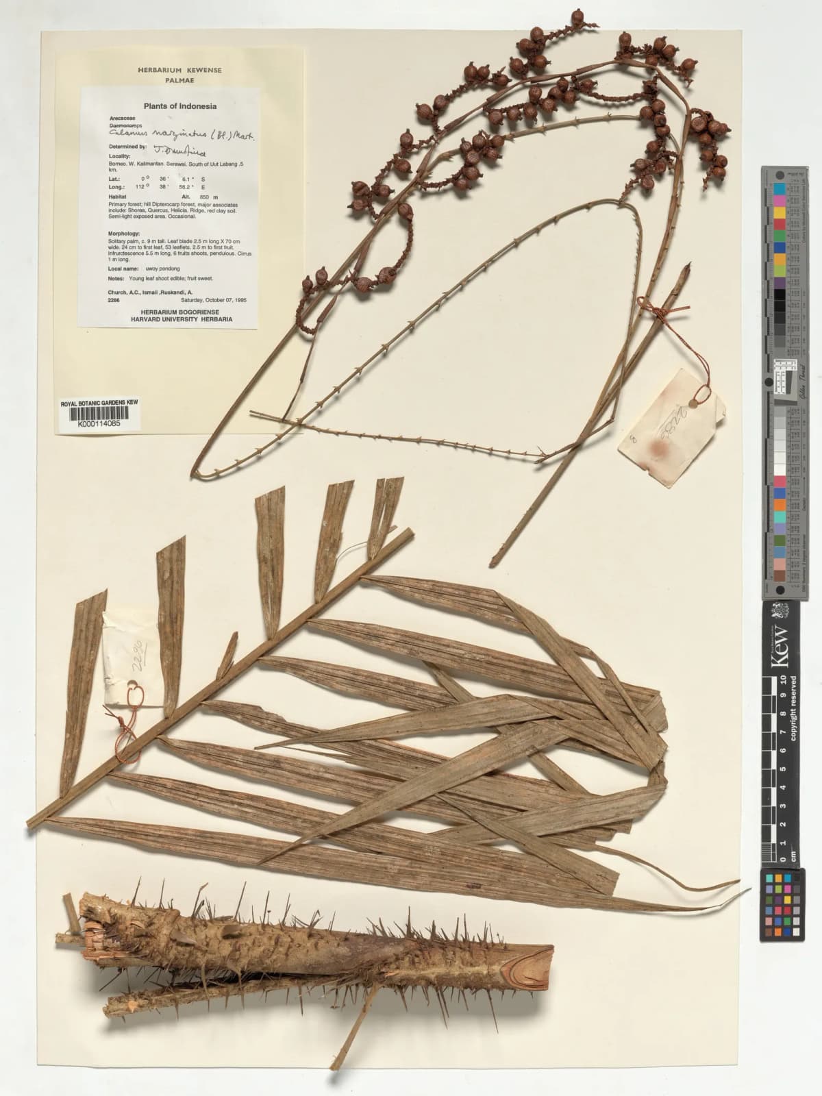Botanical specimen of Calamus Marginatus.