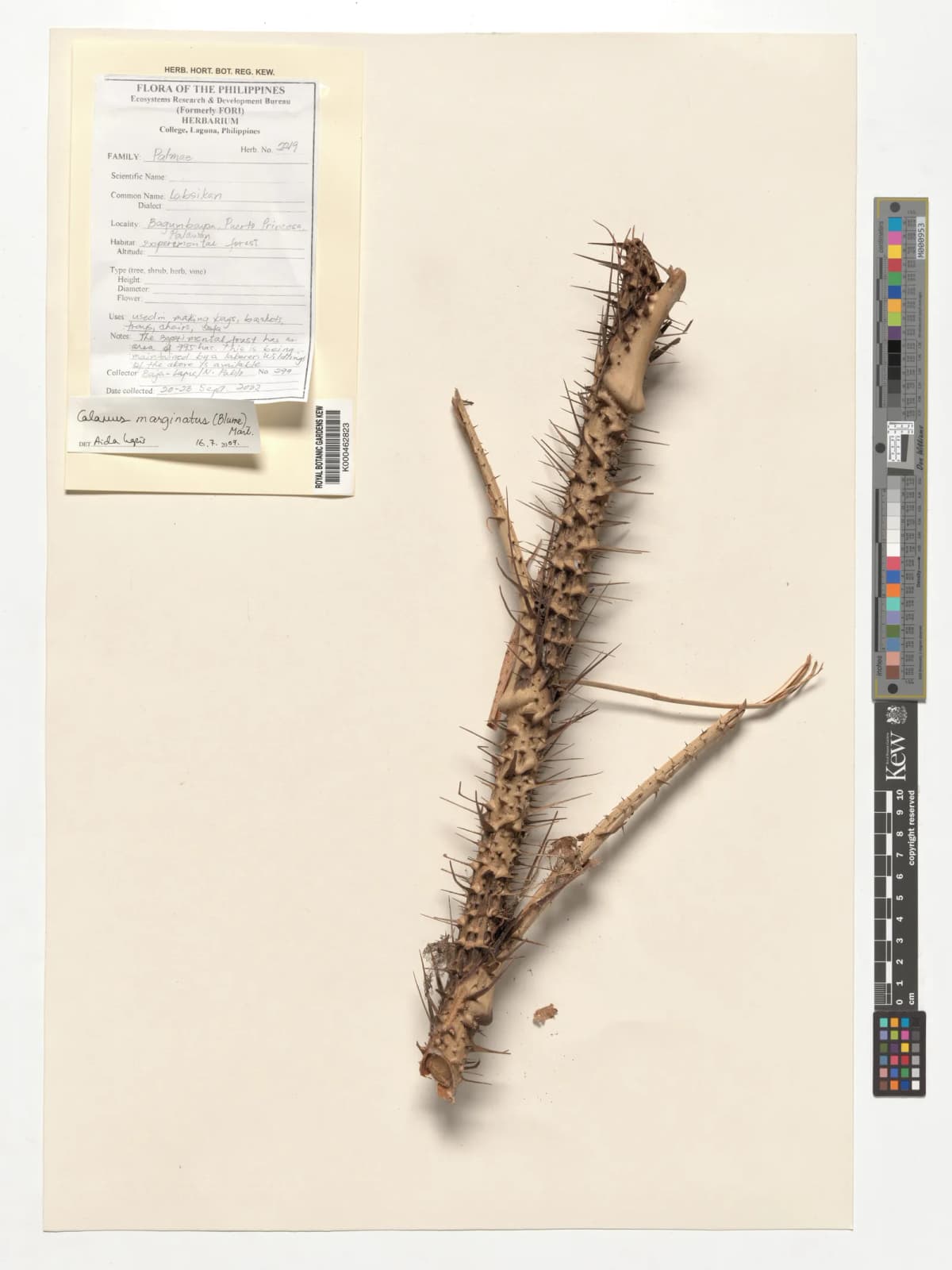 Botanical specimen of Calamus Marginatus.