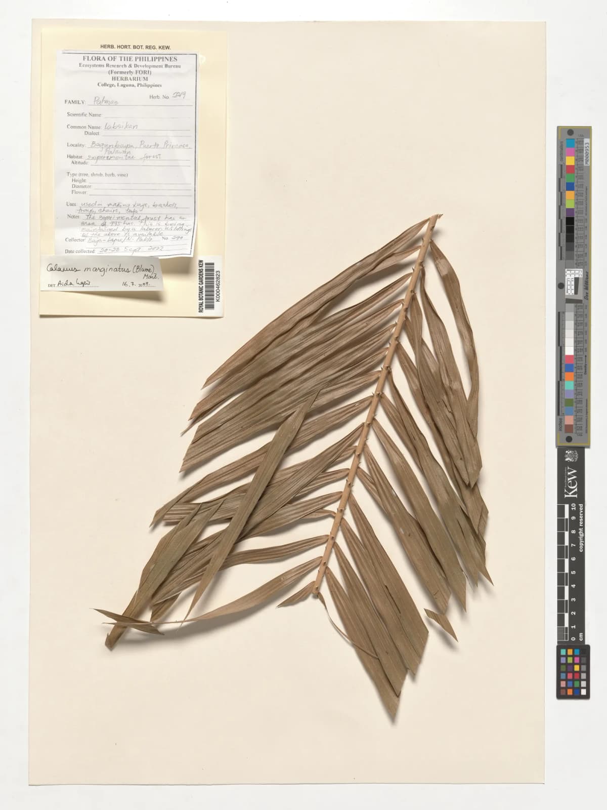 Botanical specimen of Calamus Marginatus.