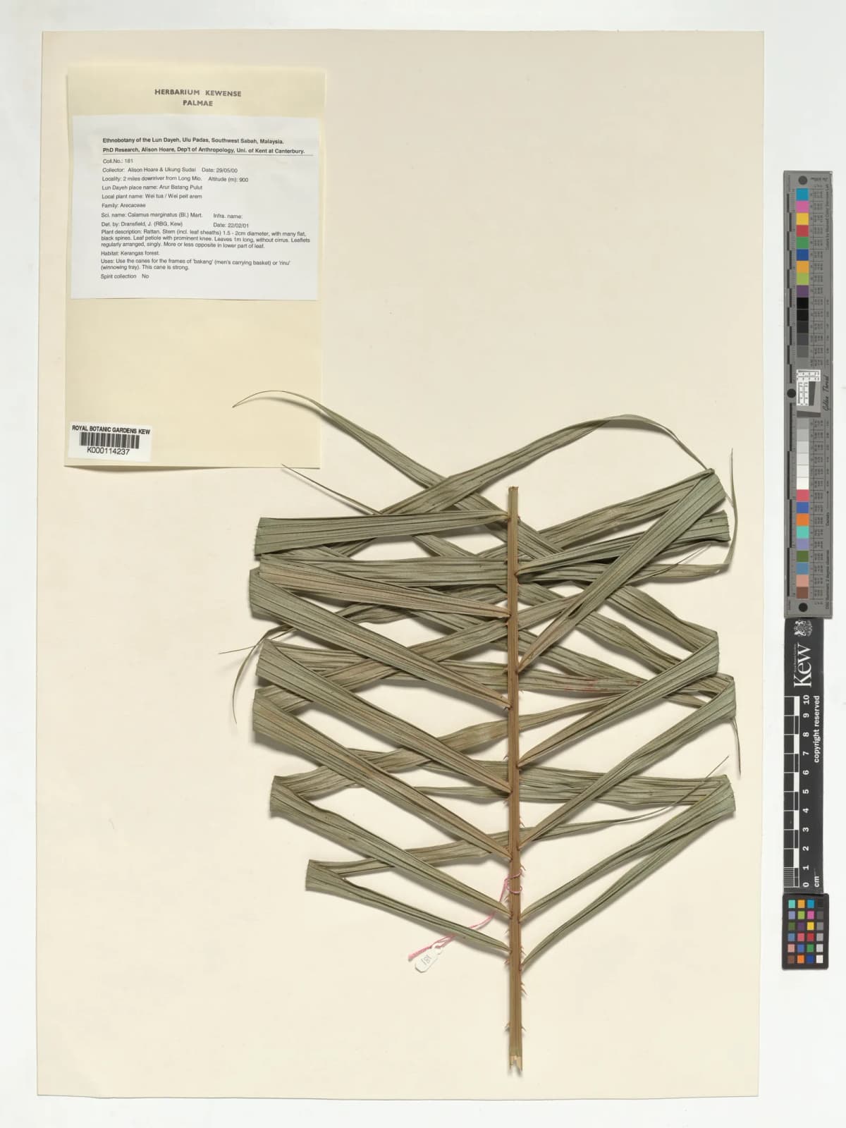 Botanical specimen of Calamus Marginatus.