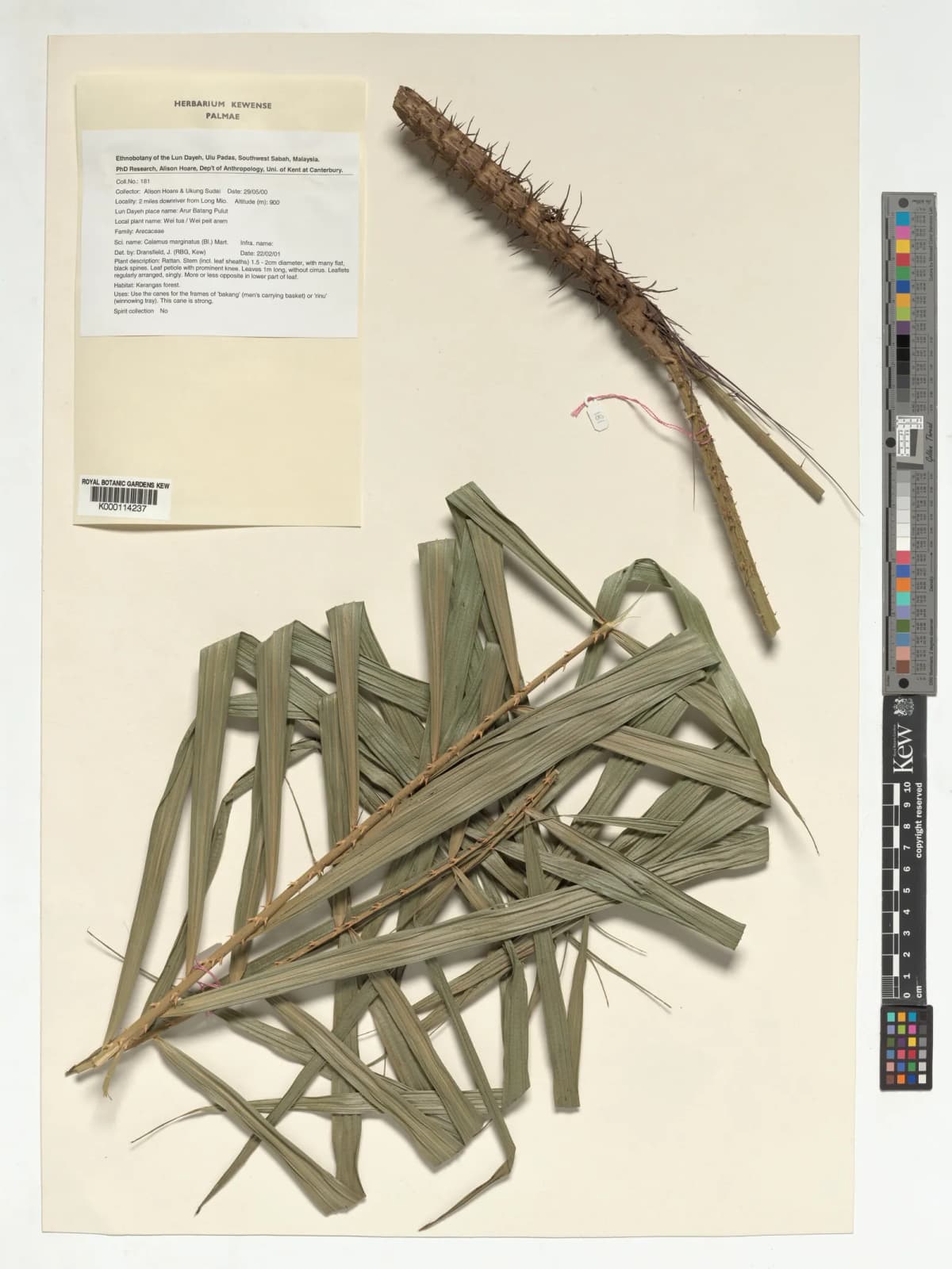 Botanical specimen of Calamus Marginatus.