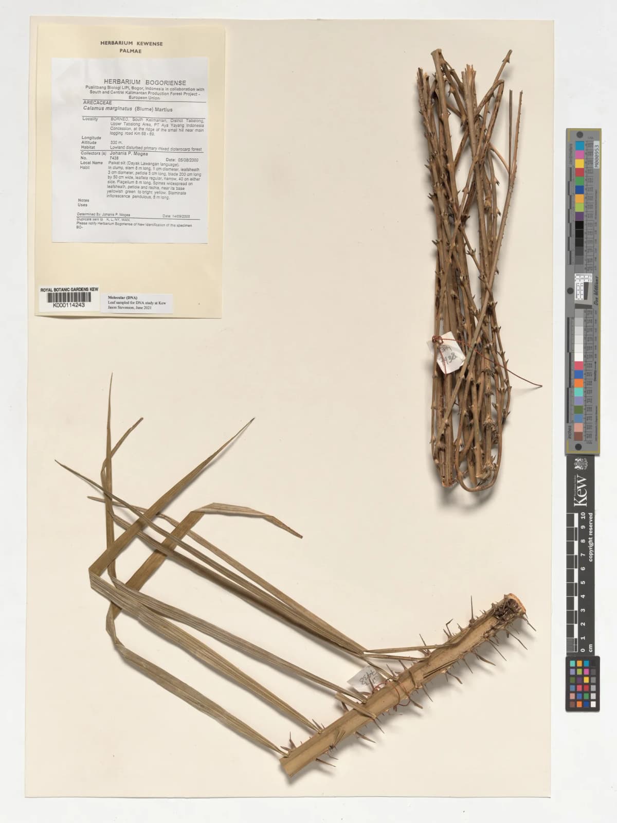 Botanical specimen of Calamus Marginatus.