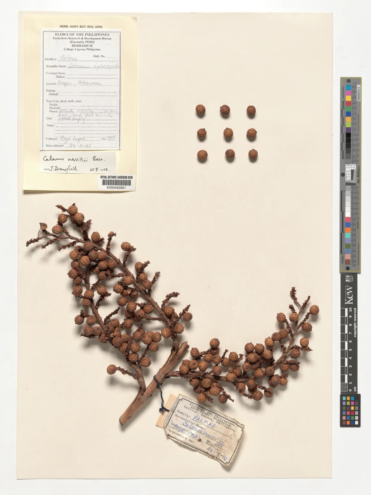 Botanical specimen of Calamus Merrillii.