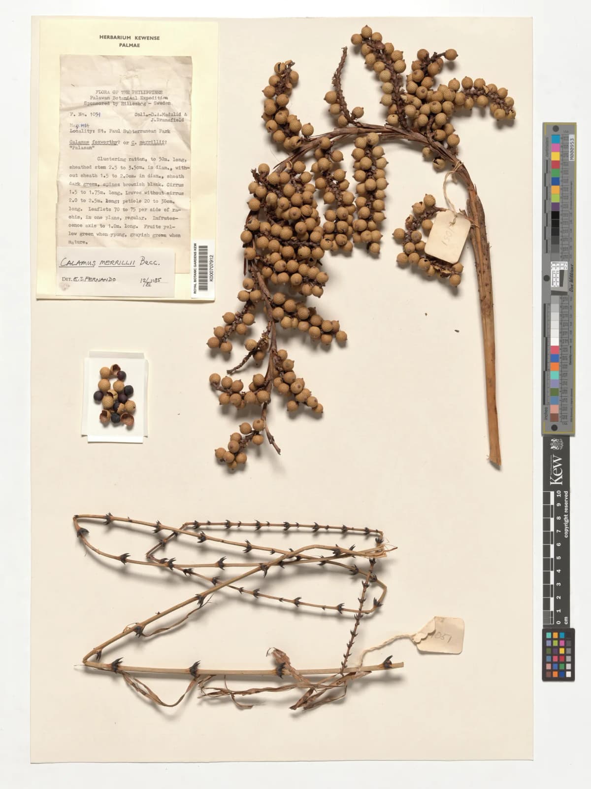 Botanical specimen of Calamus Merrillii.