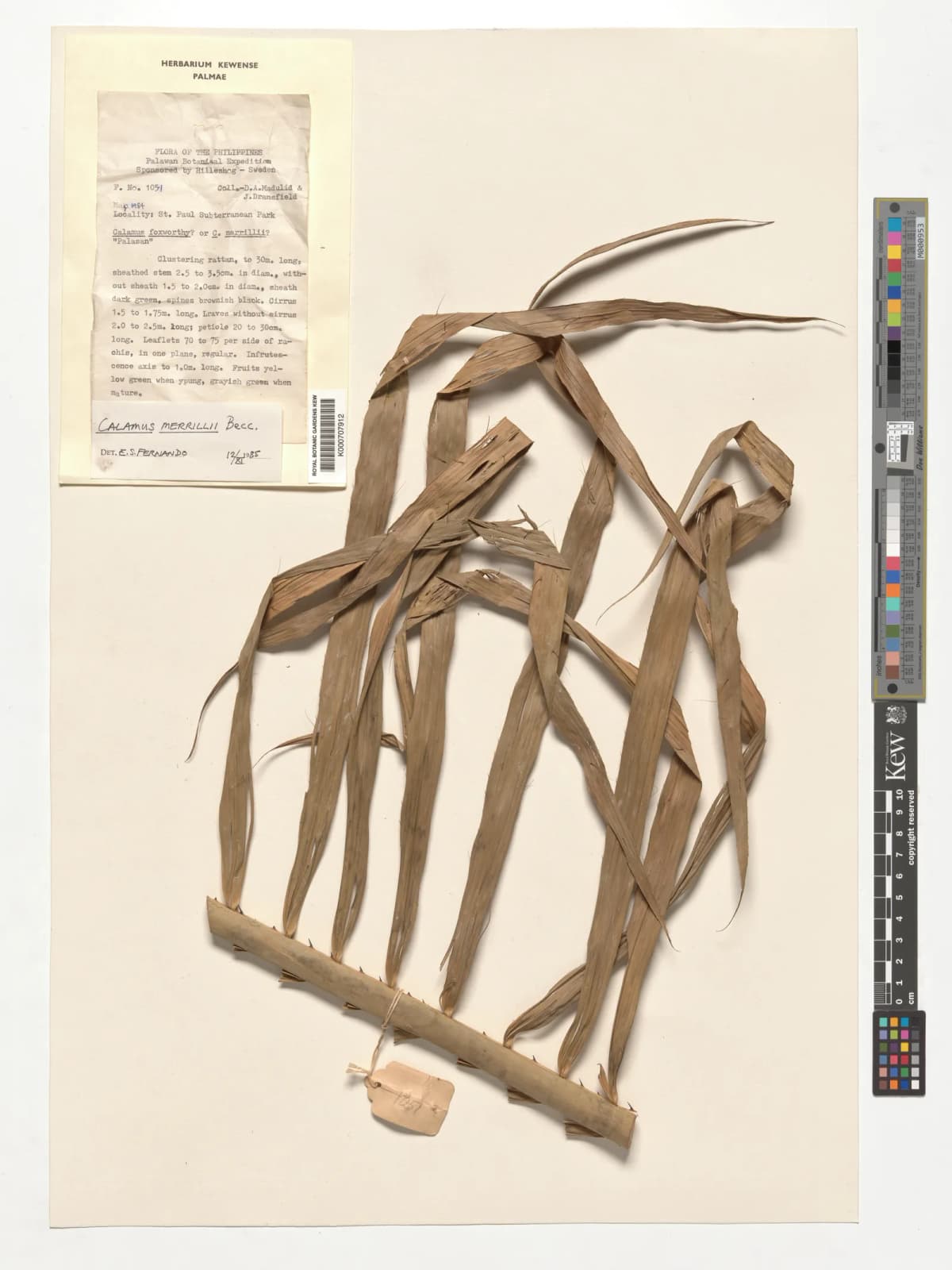 Botanical specimen of Calamus Merrillii.