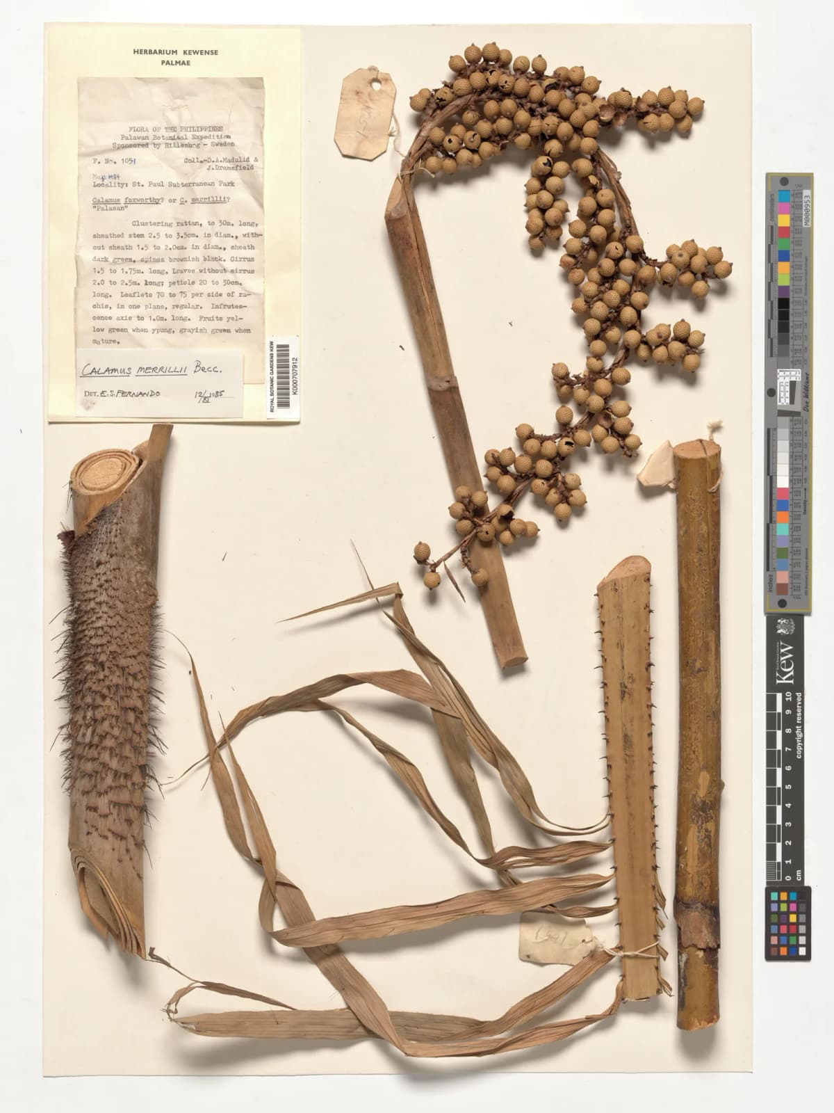 Botanical specimen of Calamus Merrillii.