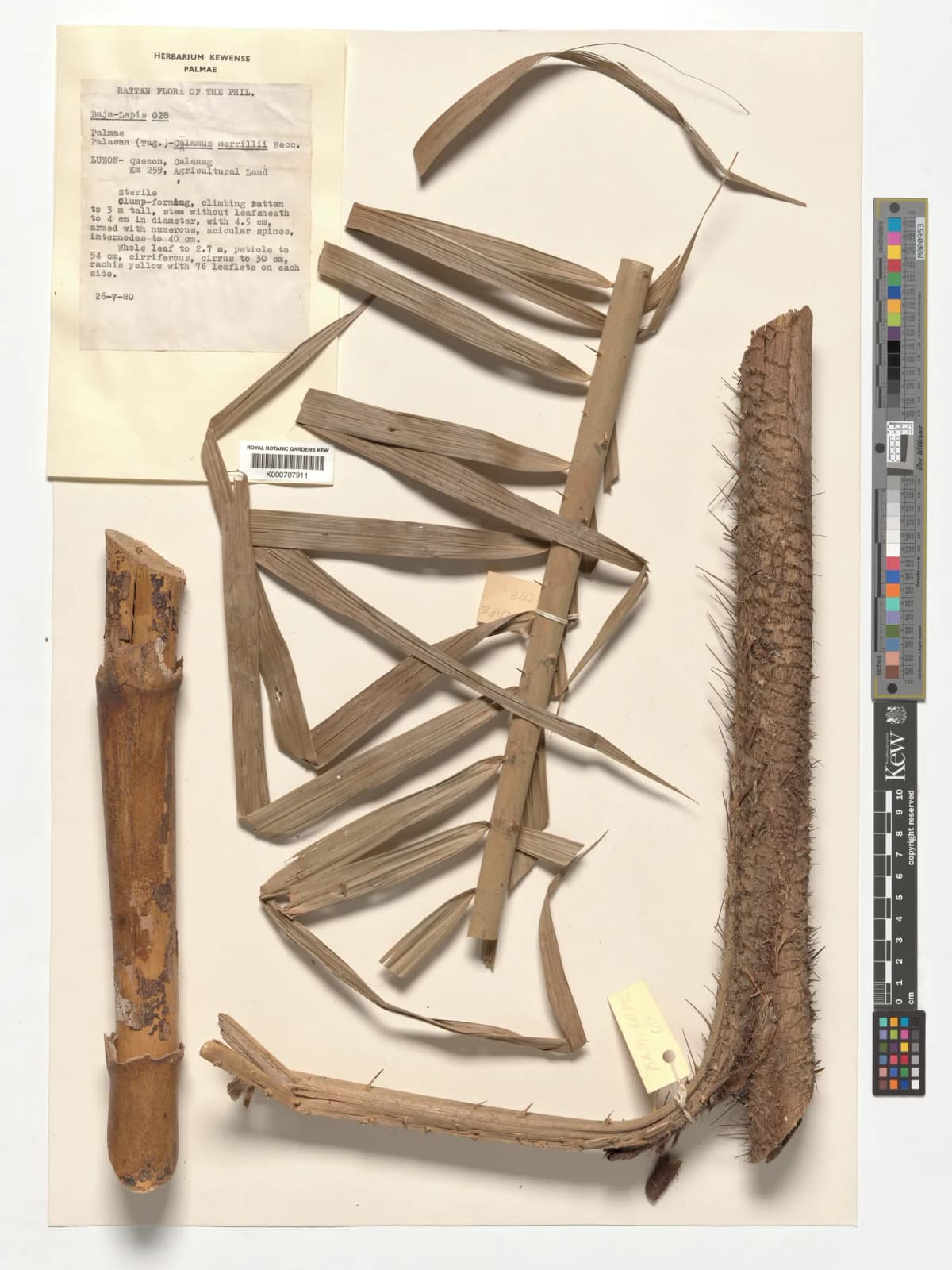 Botanical specimen of Calamus Merrillii.