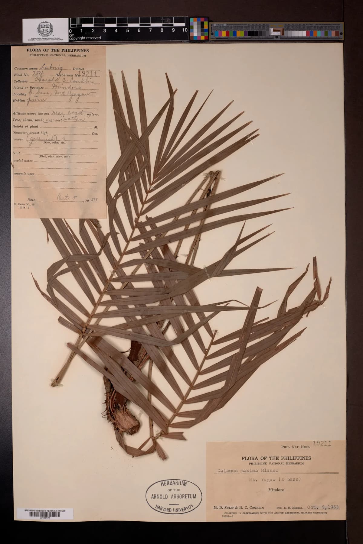 Botanical specimen of Calamus Merrillii.