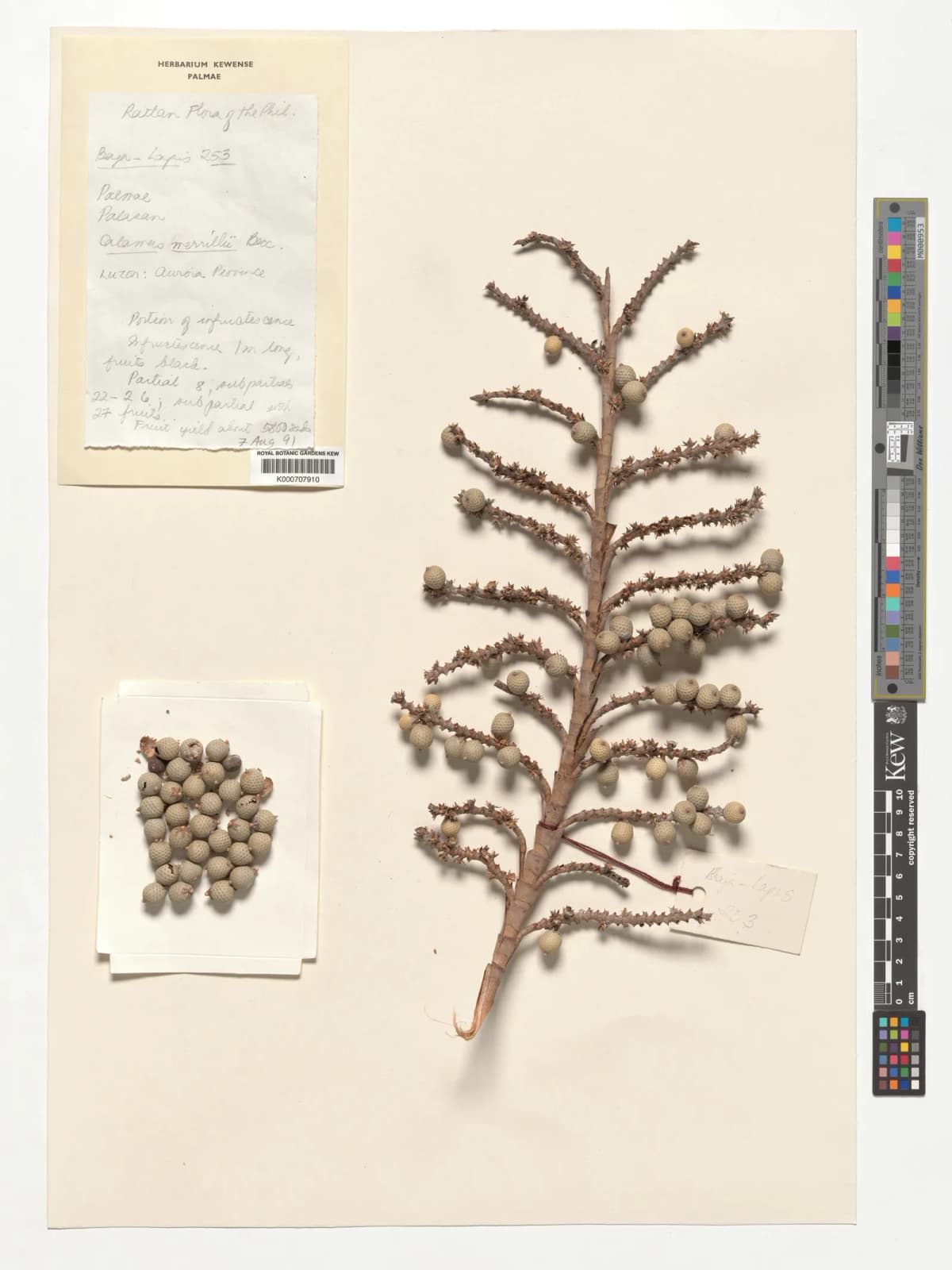 Botanical specimen of Calamus Merrillii.
