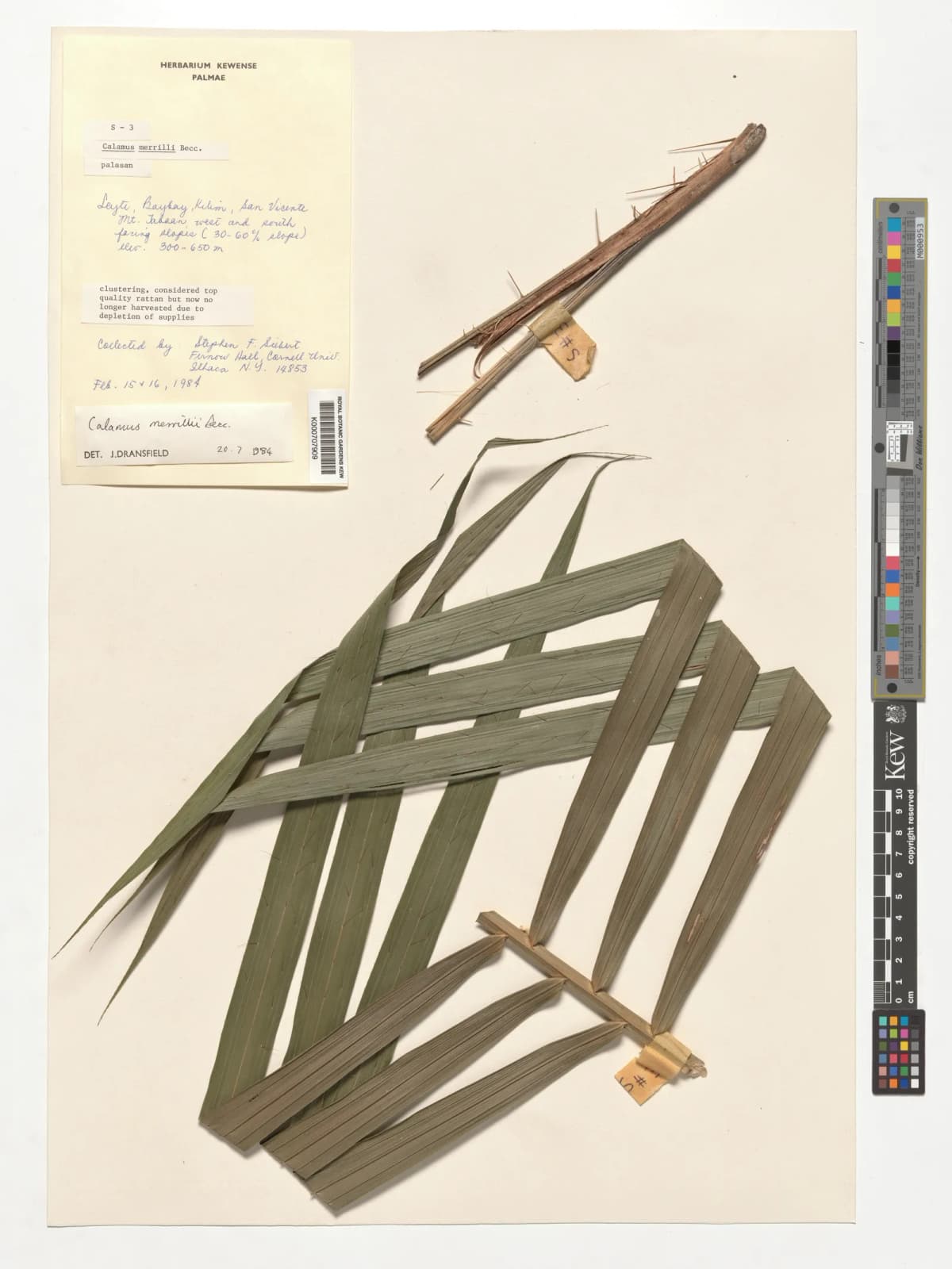 Botanical specimen of Calamus Merrillii.