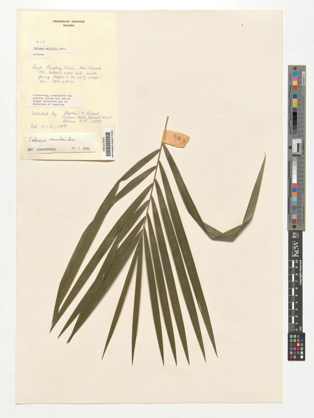 Botanical specimen of Calamus Merrillii.
