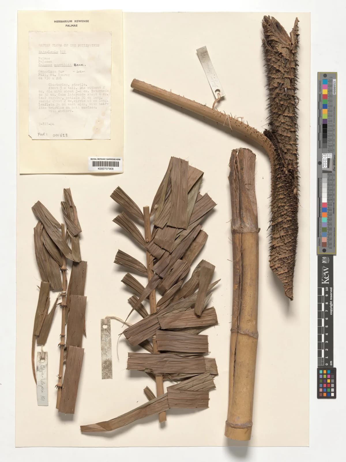 Botanical specimen of Calamus Merrillii.