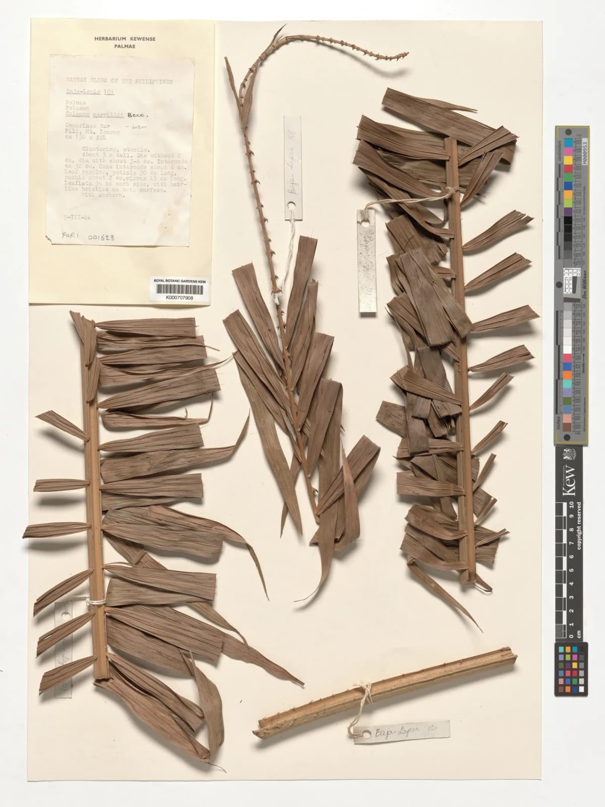 Botanical specimen of Calamus Merrillii.