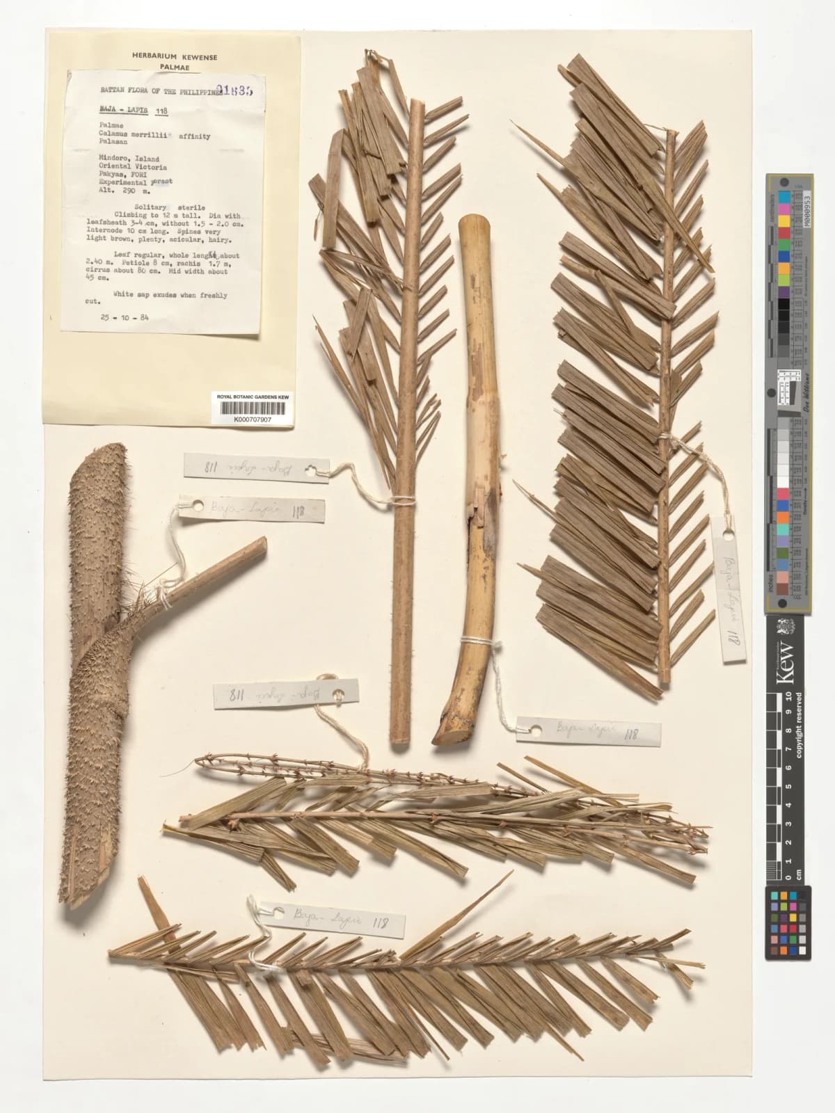 Botanical specimen of Calamus Merrillii.