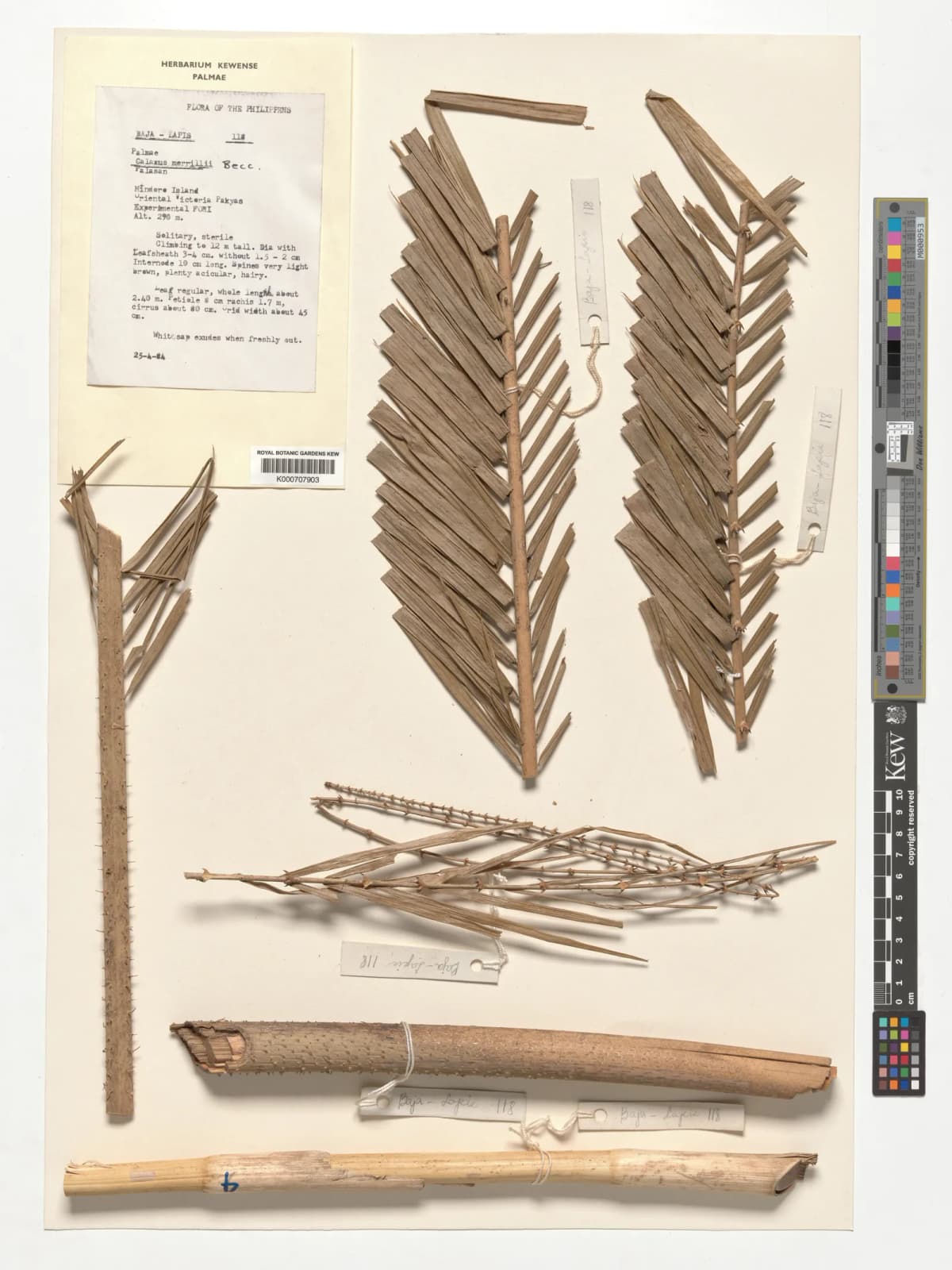 Botanical specimen of Calamus Merrillii.