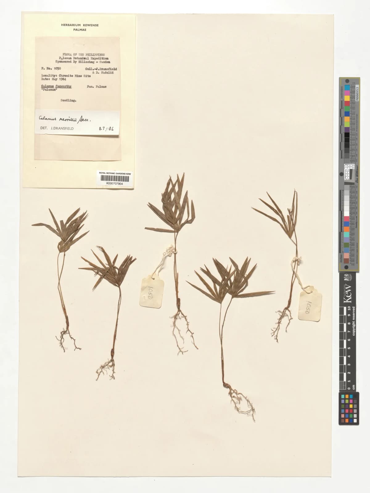 Botanical specimen of Calamus Merrillii.