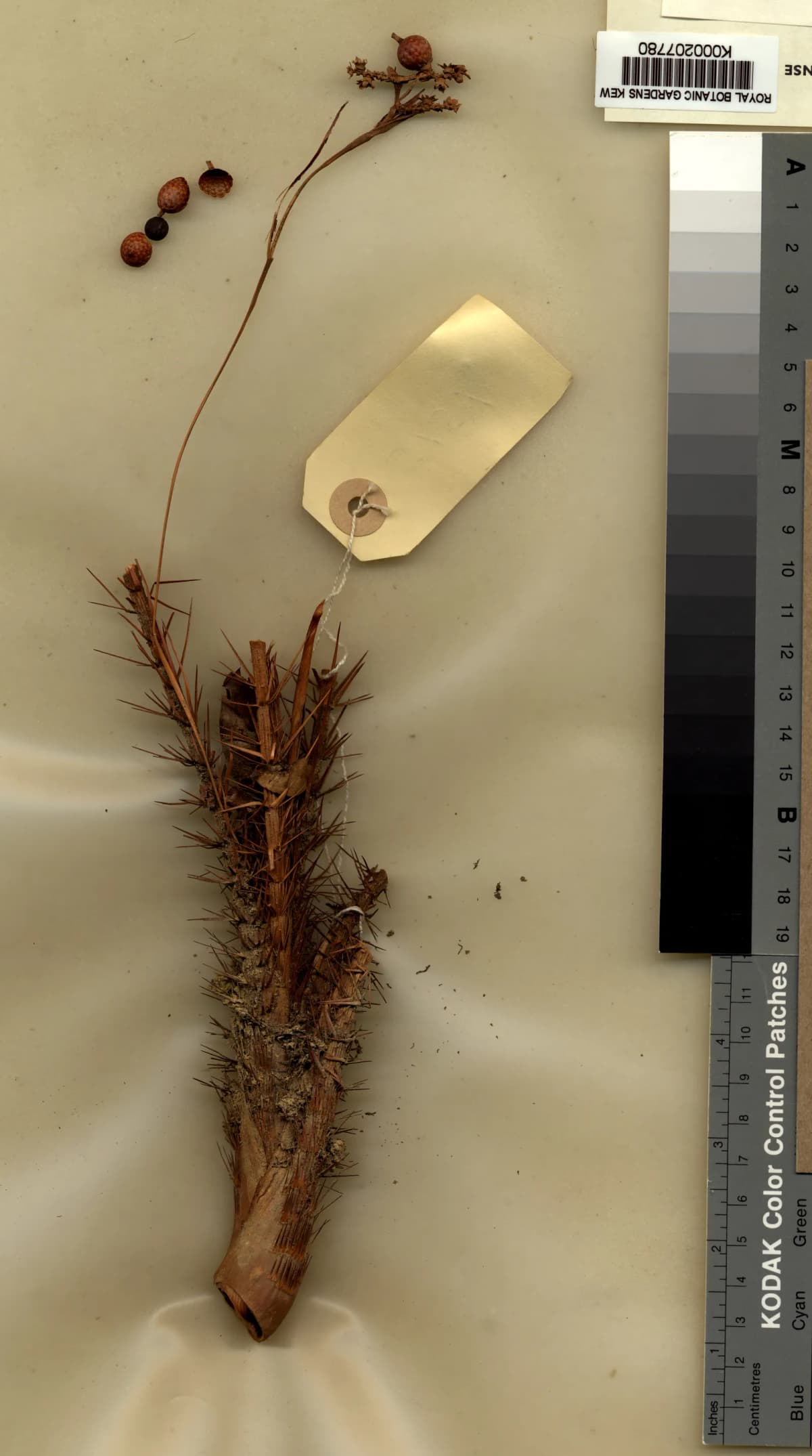Botanical specimen of Calamus Minutus.