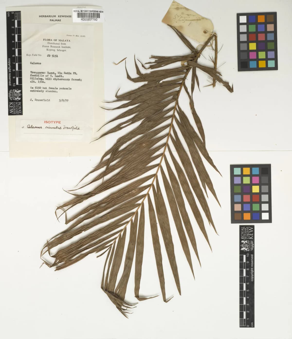 Botanical specimen of Calamus Minutus.