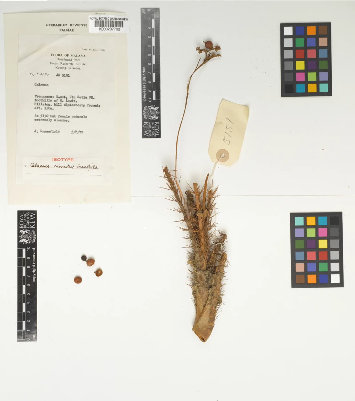 Botanical specimen of Calamus Minutus.