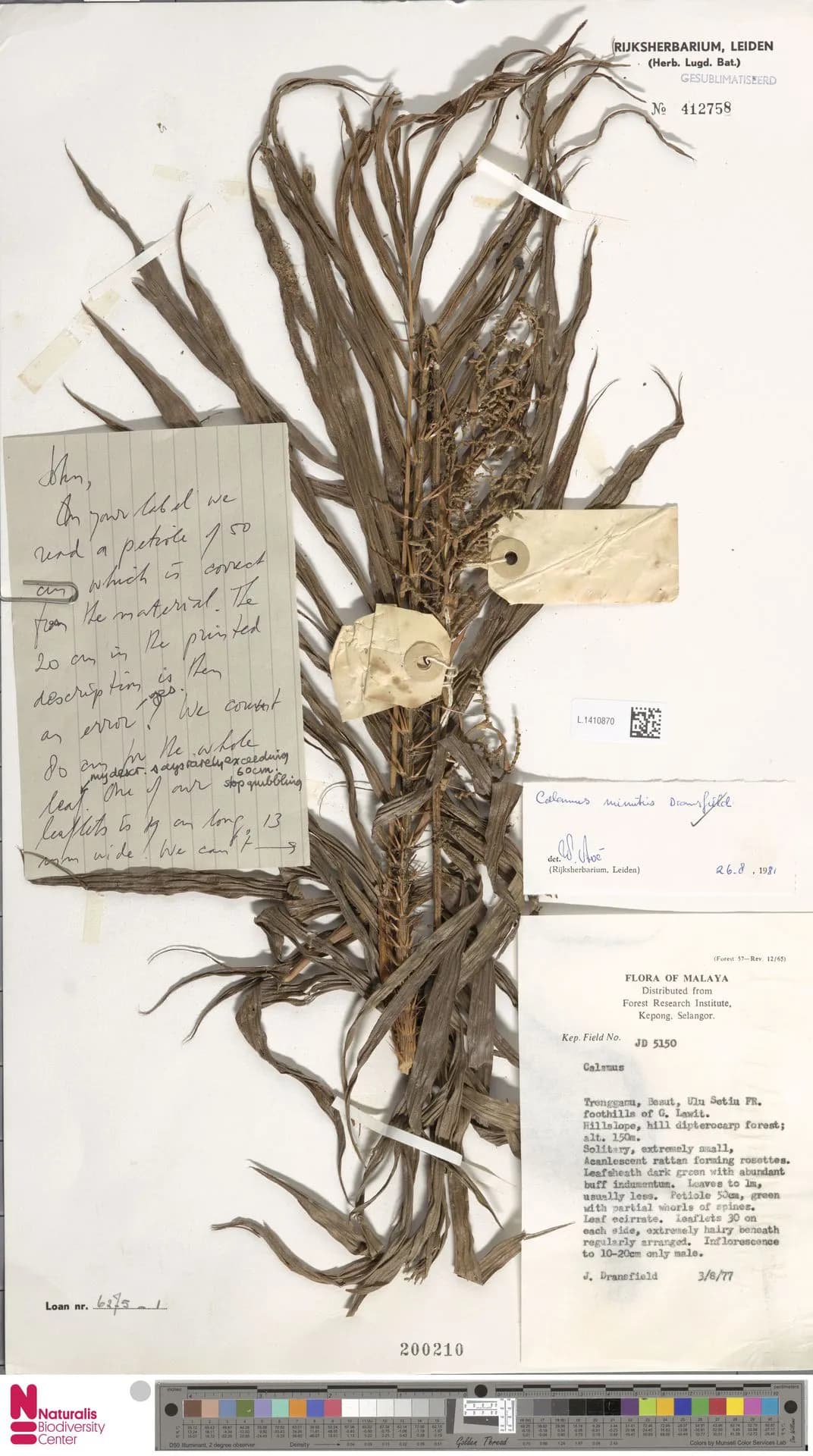 Botanical specimen of Calamus Minutus.