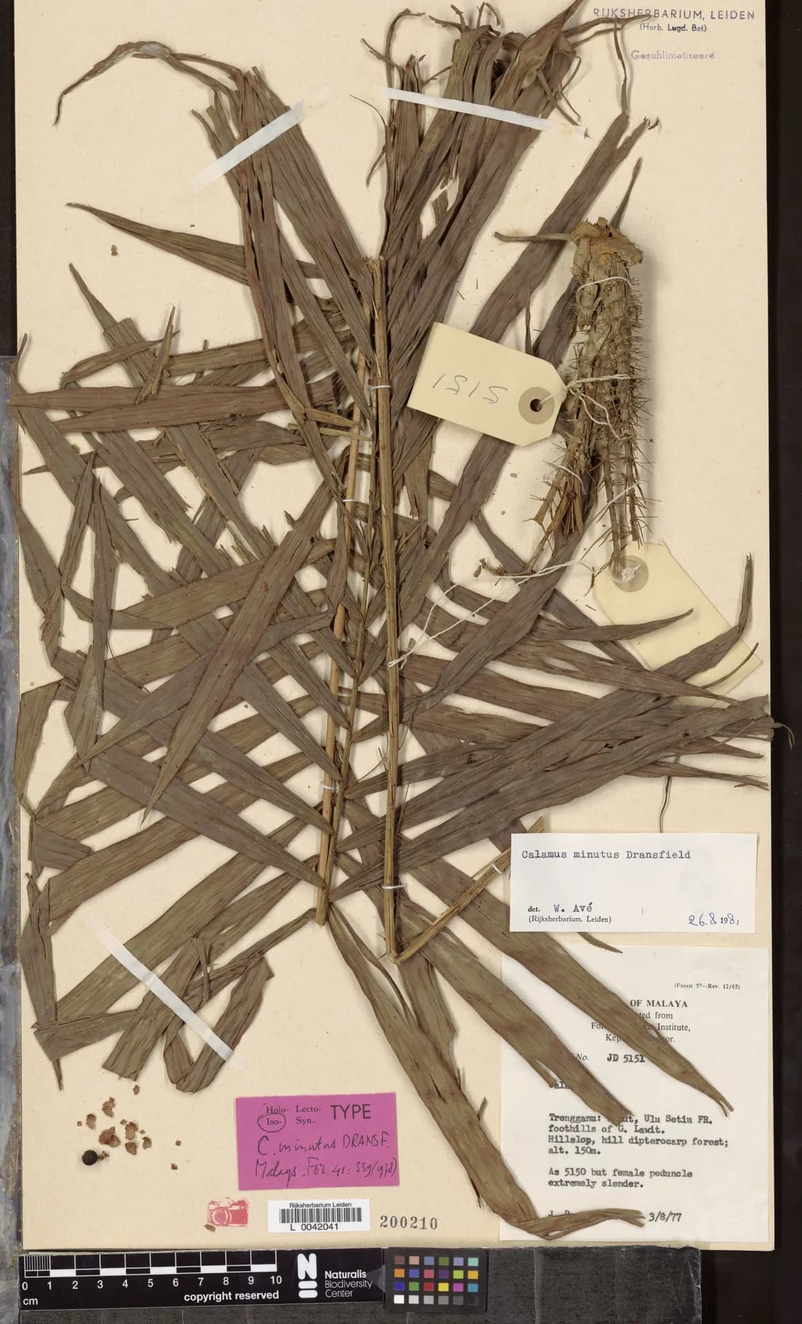 Botanical specimen of Calamus Minutus.