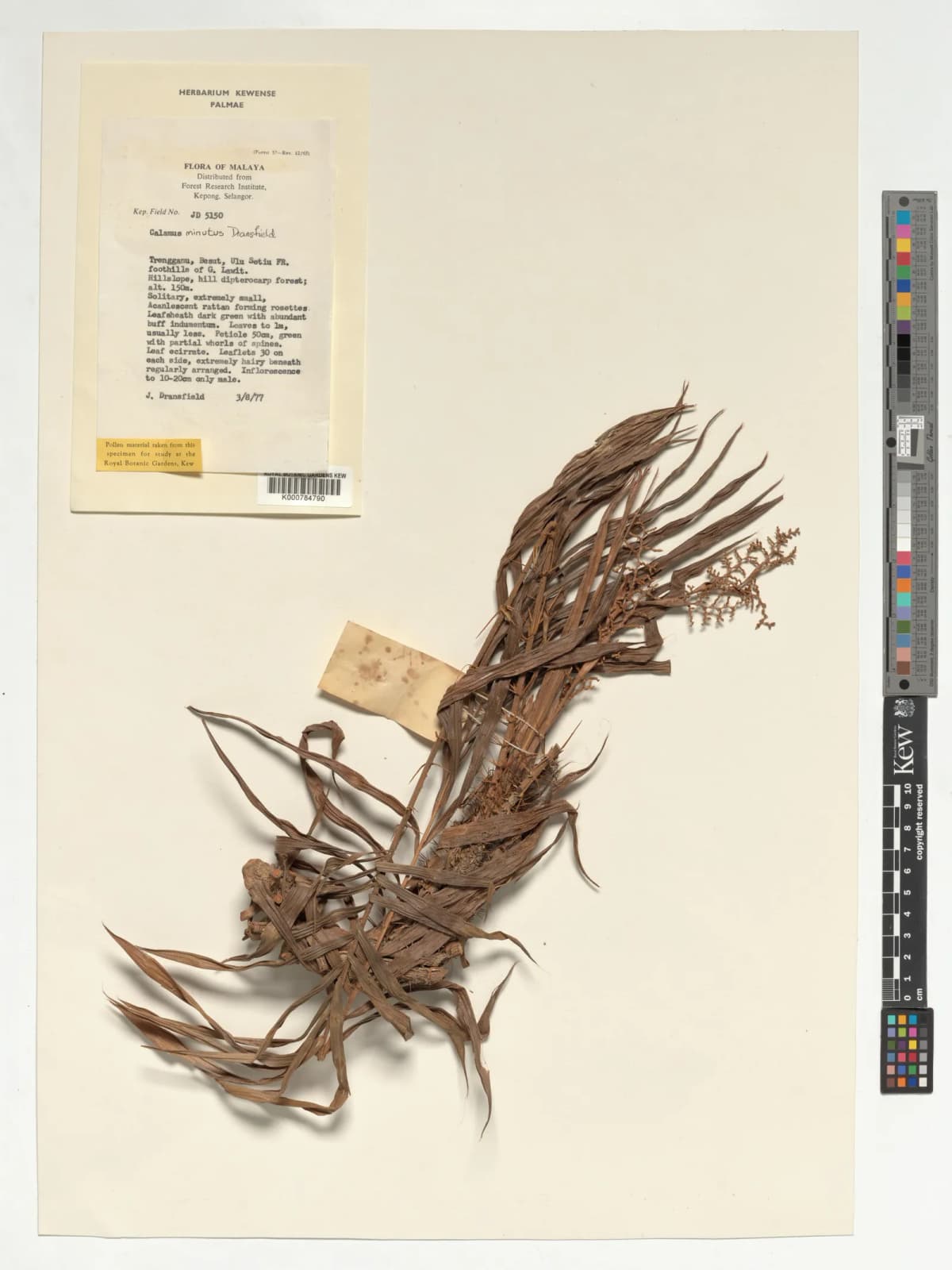 Botanical specimen of Calamus Minutus.