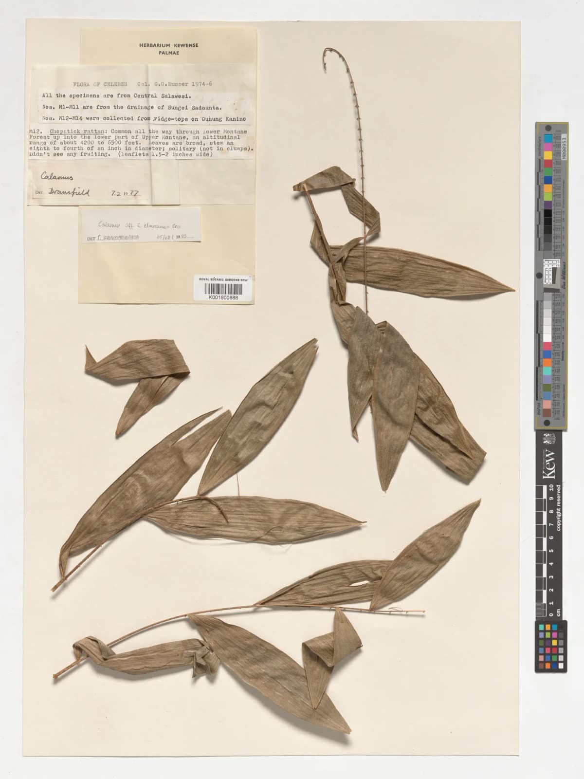 Botanical specimen of Calamus Mitis.