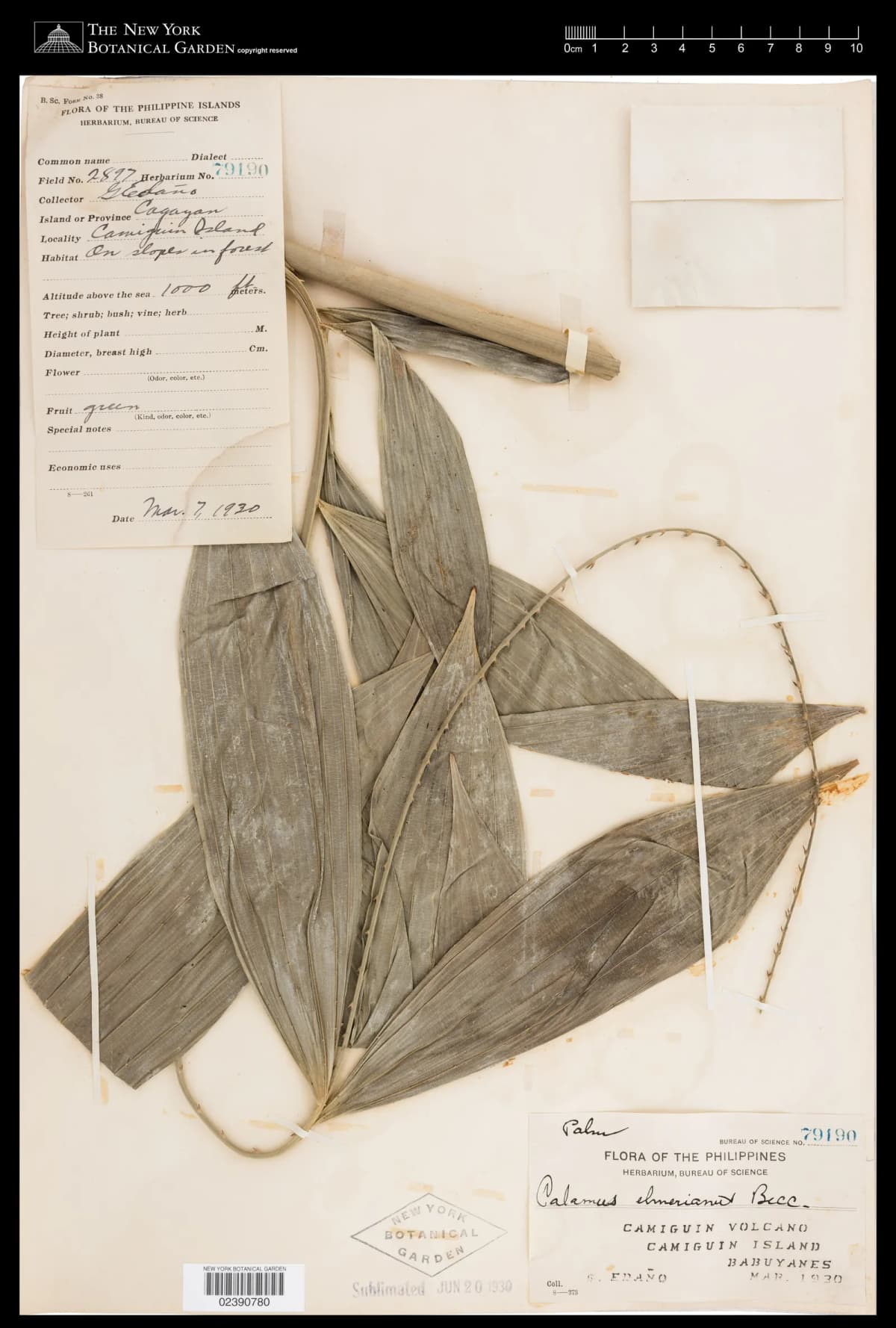 Botanical specimen of Calamus Mitis.