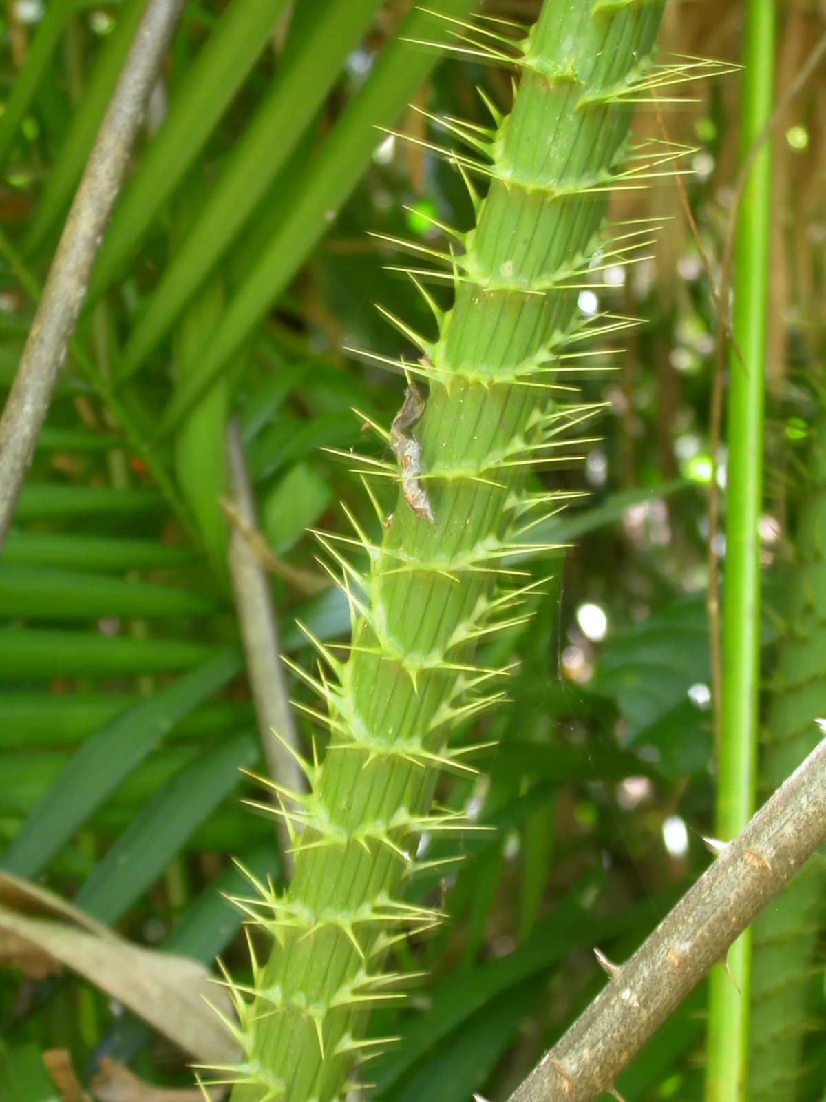 Botanical specimen of Calamus Moti.