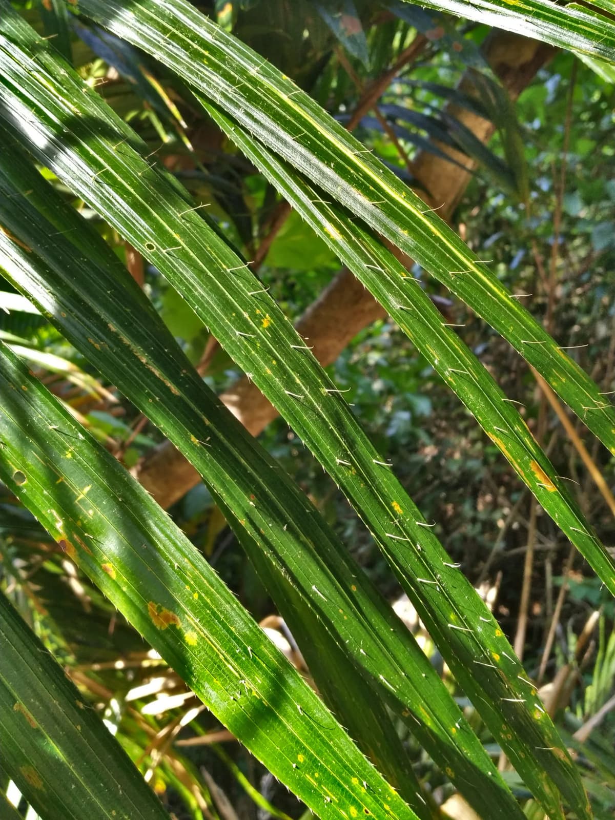 Botanical specimen of Calamus Moti.