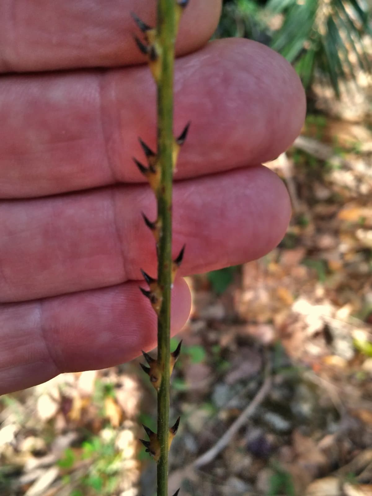 Botanical specimen of Calamus Moti.