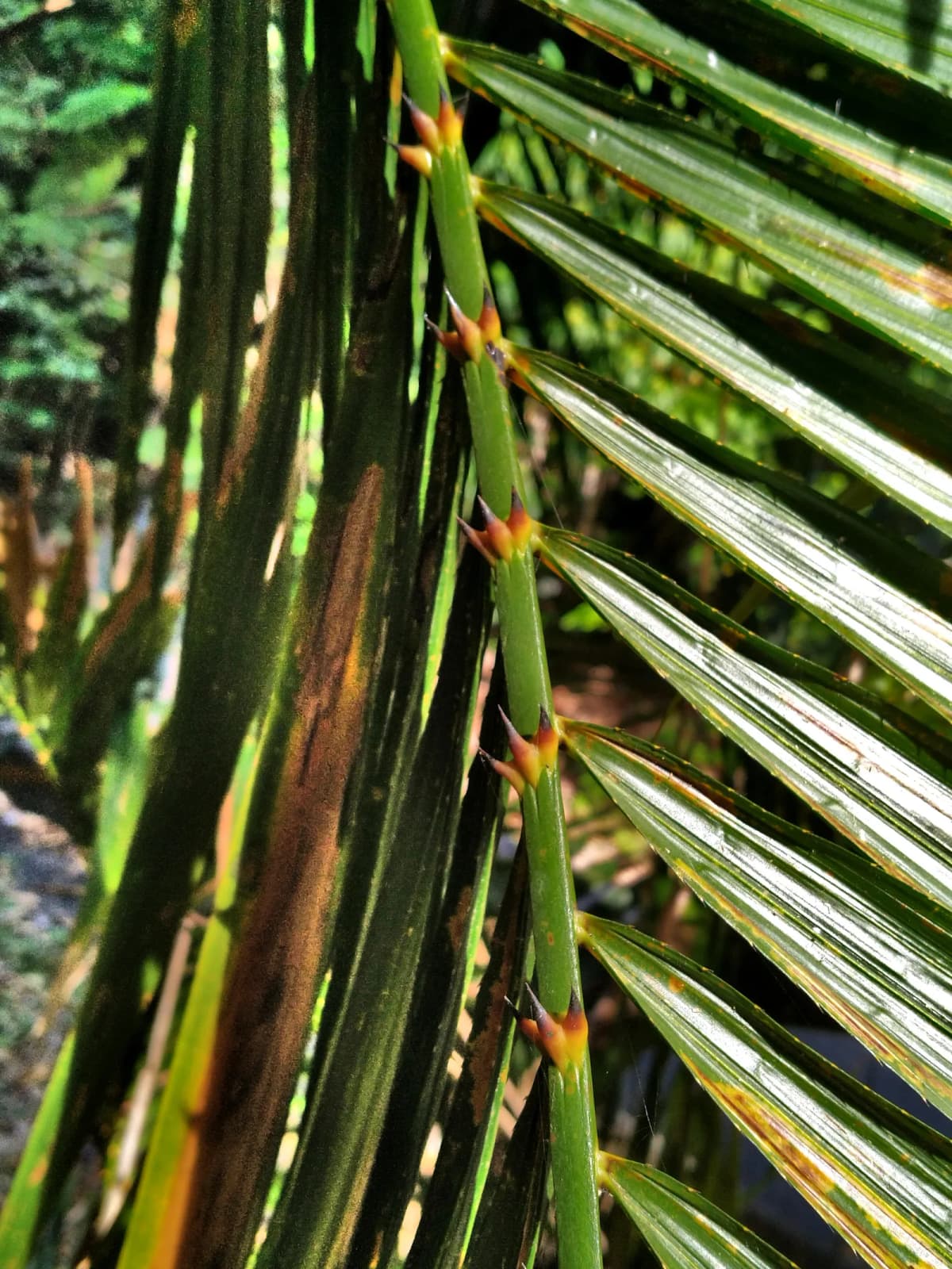Botanical specimen of Calamus Moti.