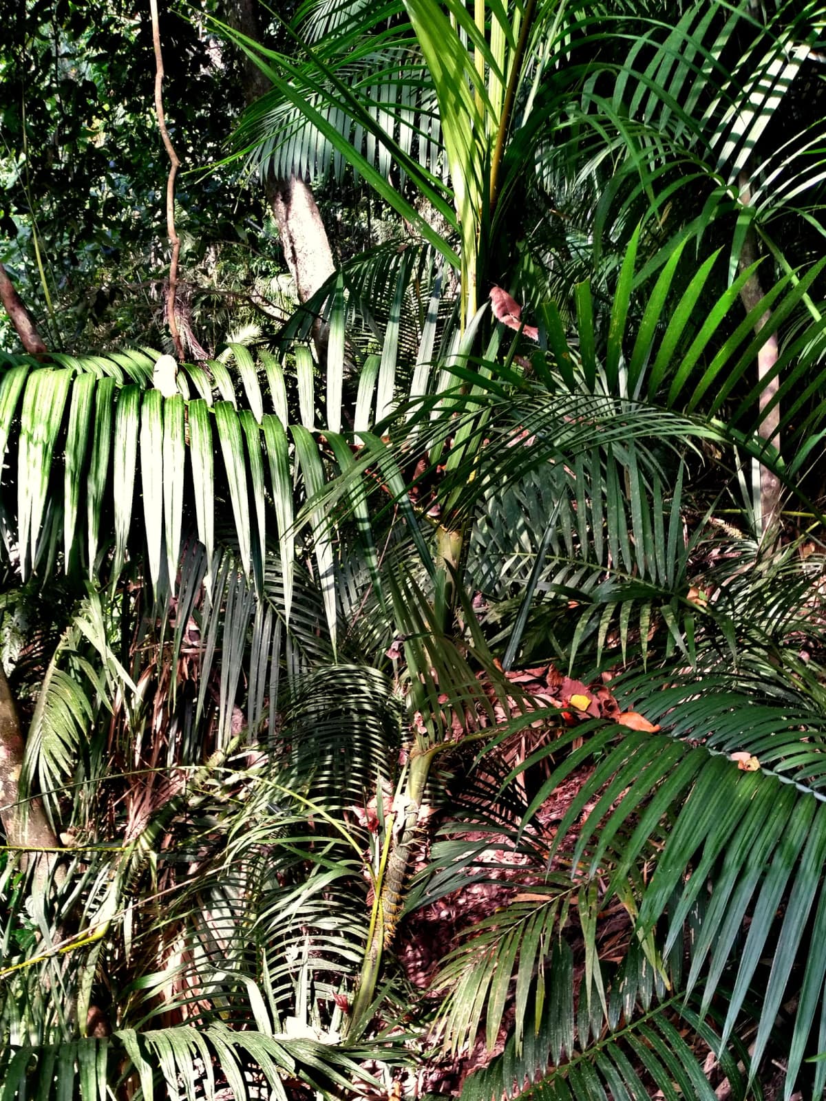 Botanical specimen of Calamus Moti.