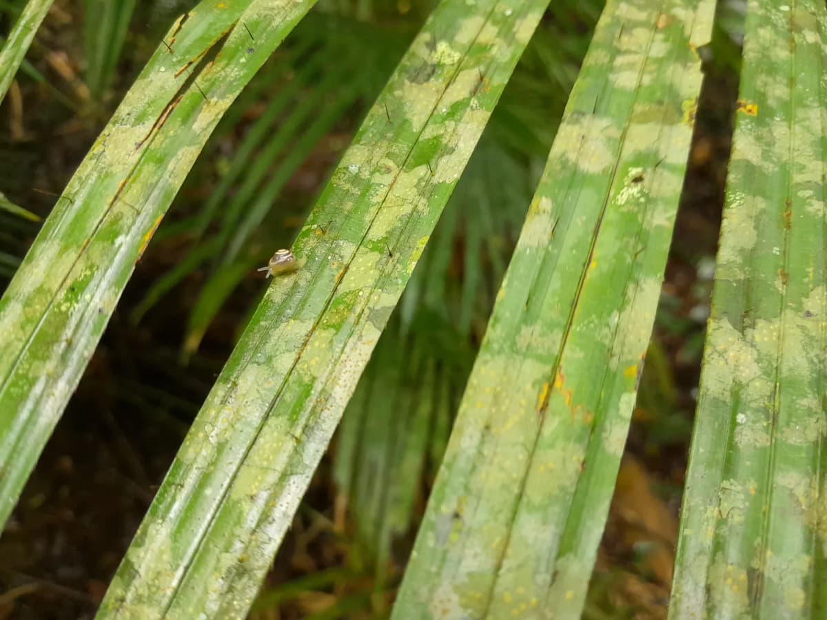 Botanical specimen of Calamus Moti.