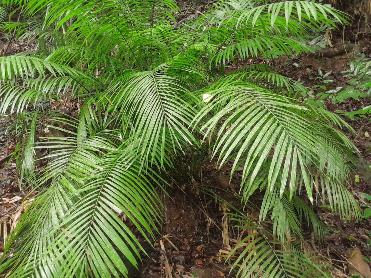Botanical specimen of Calamus Moti.