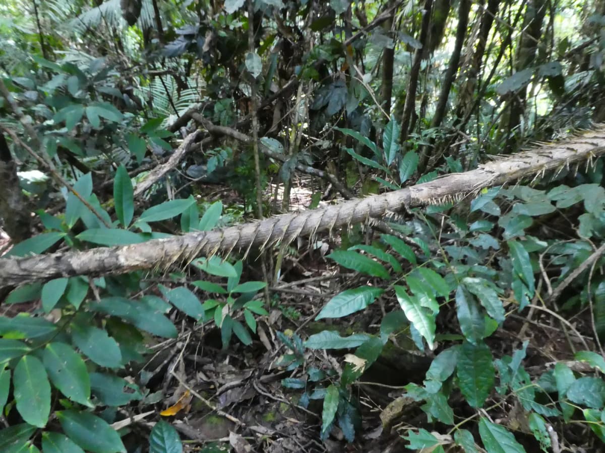 Botanical specimen of Calamus Moti.