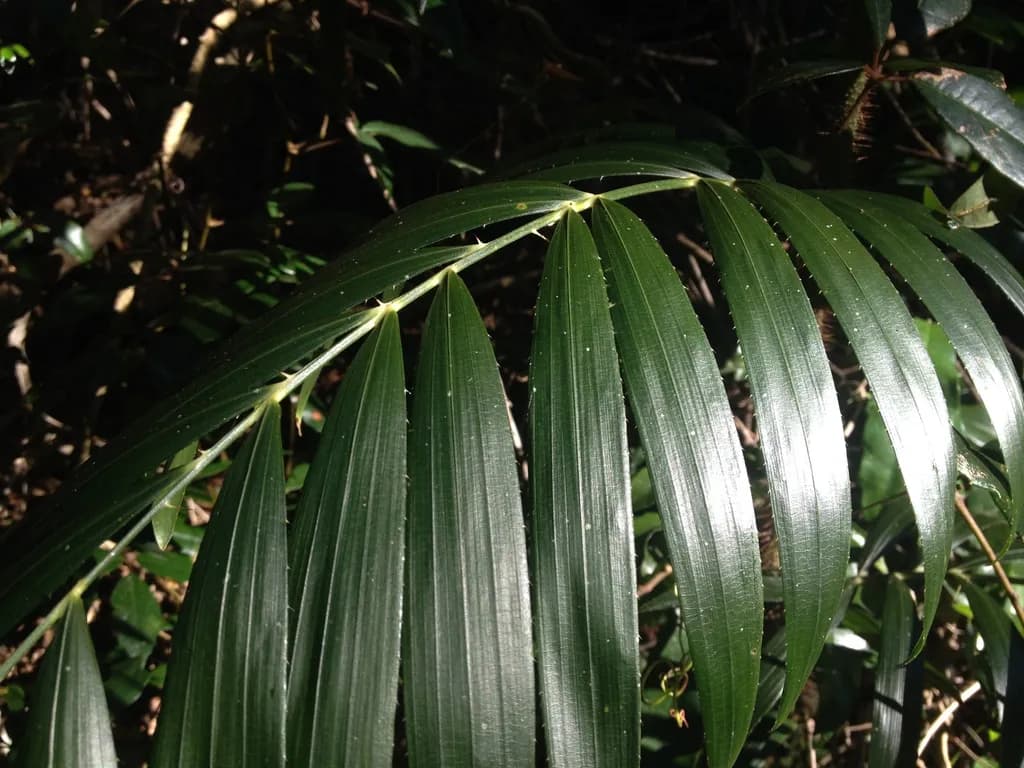 Botanical specimen of Calamus Muelleri.