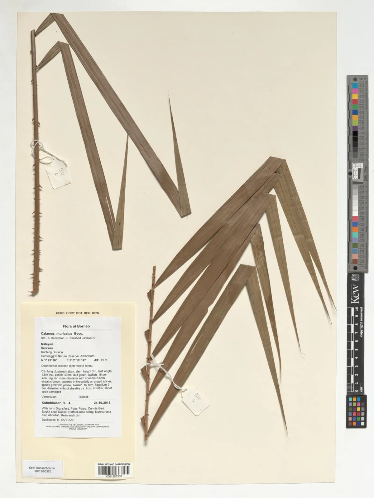 Botanical specimen of Calamus Muricatus.