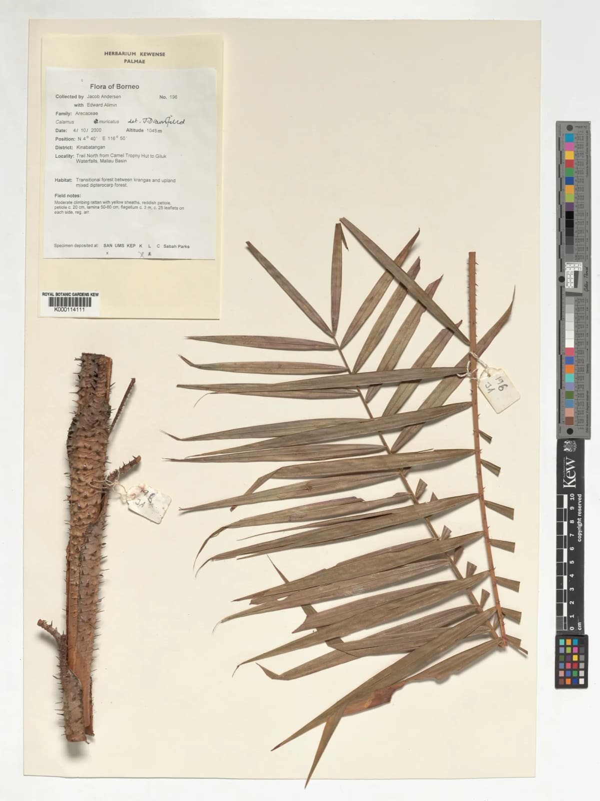 Botanical specimen of Calamus Muricatus.