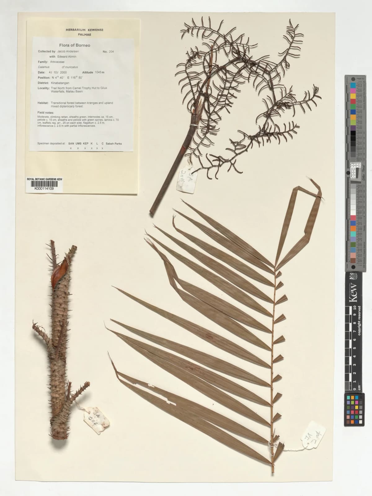 Botanical specimen of Calamus Muricatus.