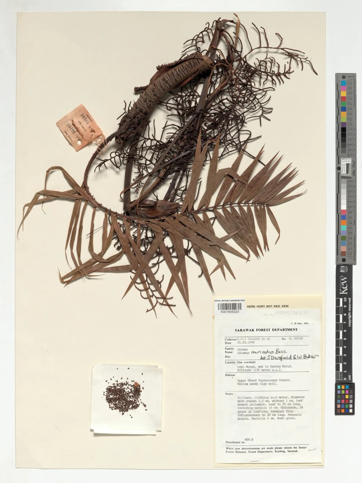 Botanical specimen of Calamus Muricatus.