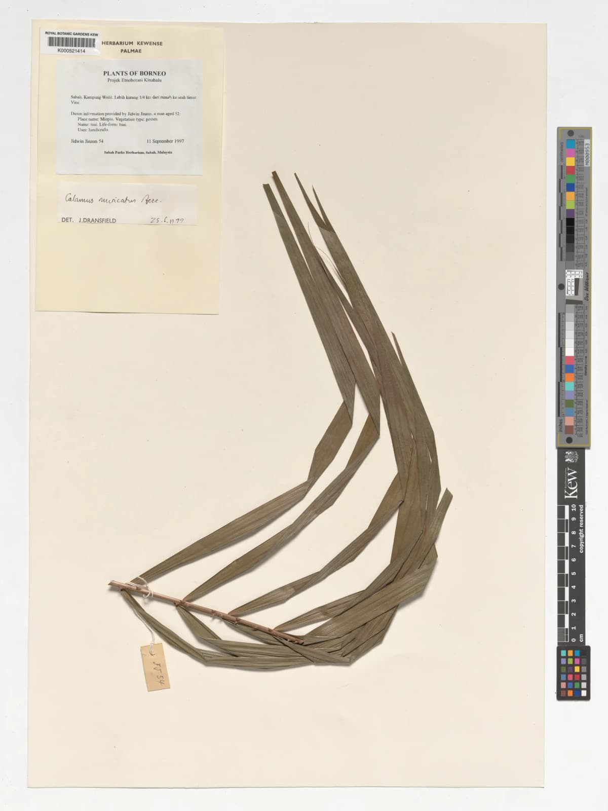 Botanical specimen of Calamus Muricatus.