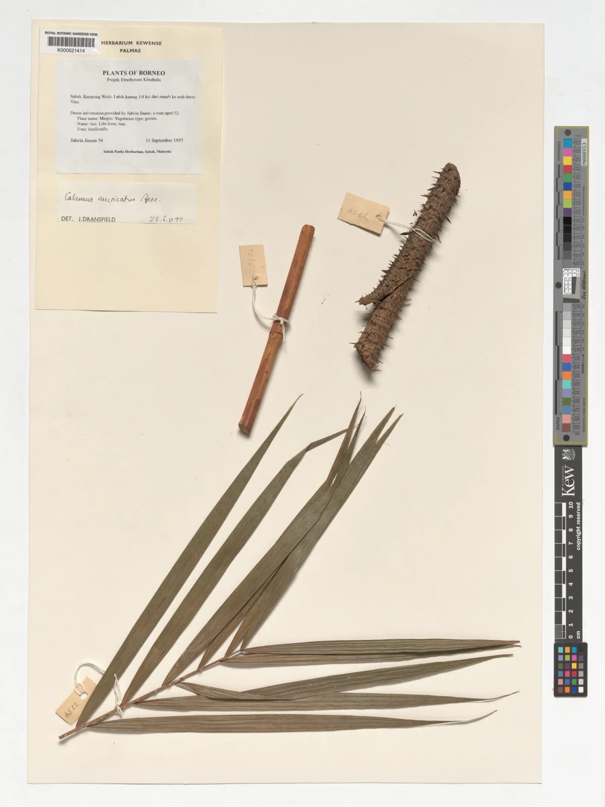 Botanical specimen of Calamus Muricatus.