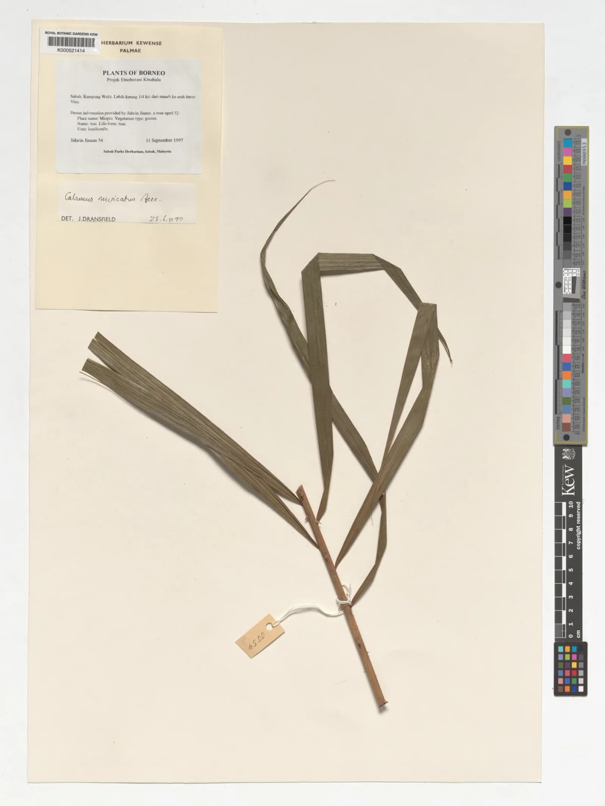 Botanical specimen of Calamus Muricatus.