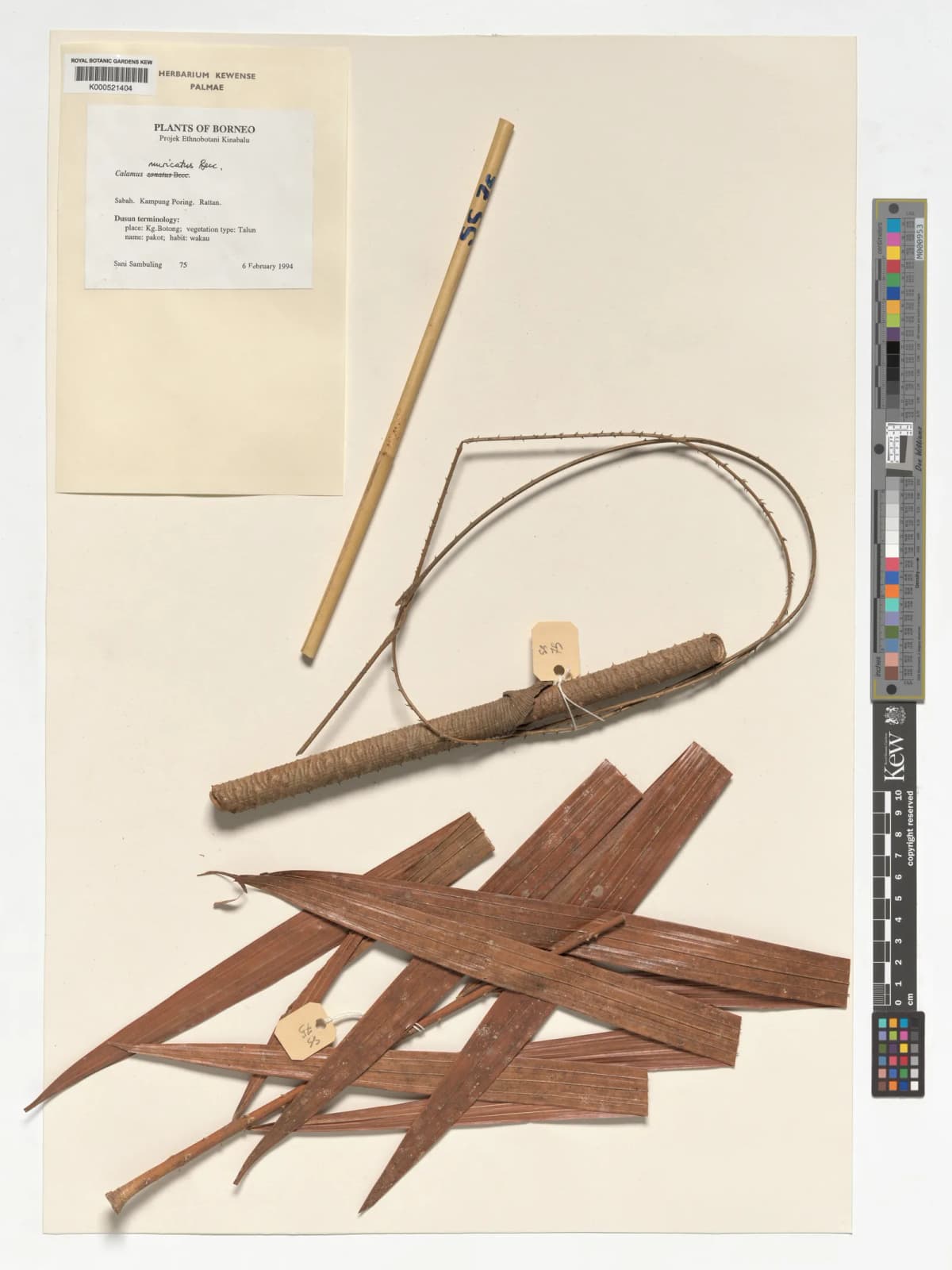 Botanical specimen of Calamus Muricatus.