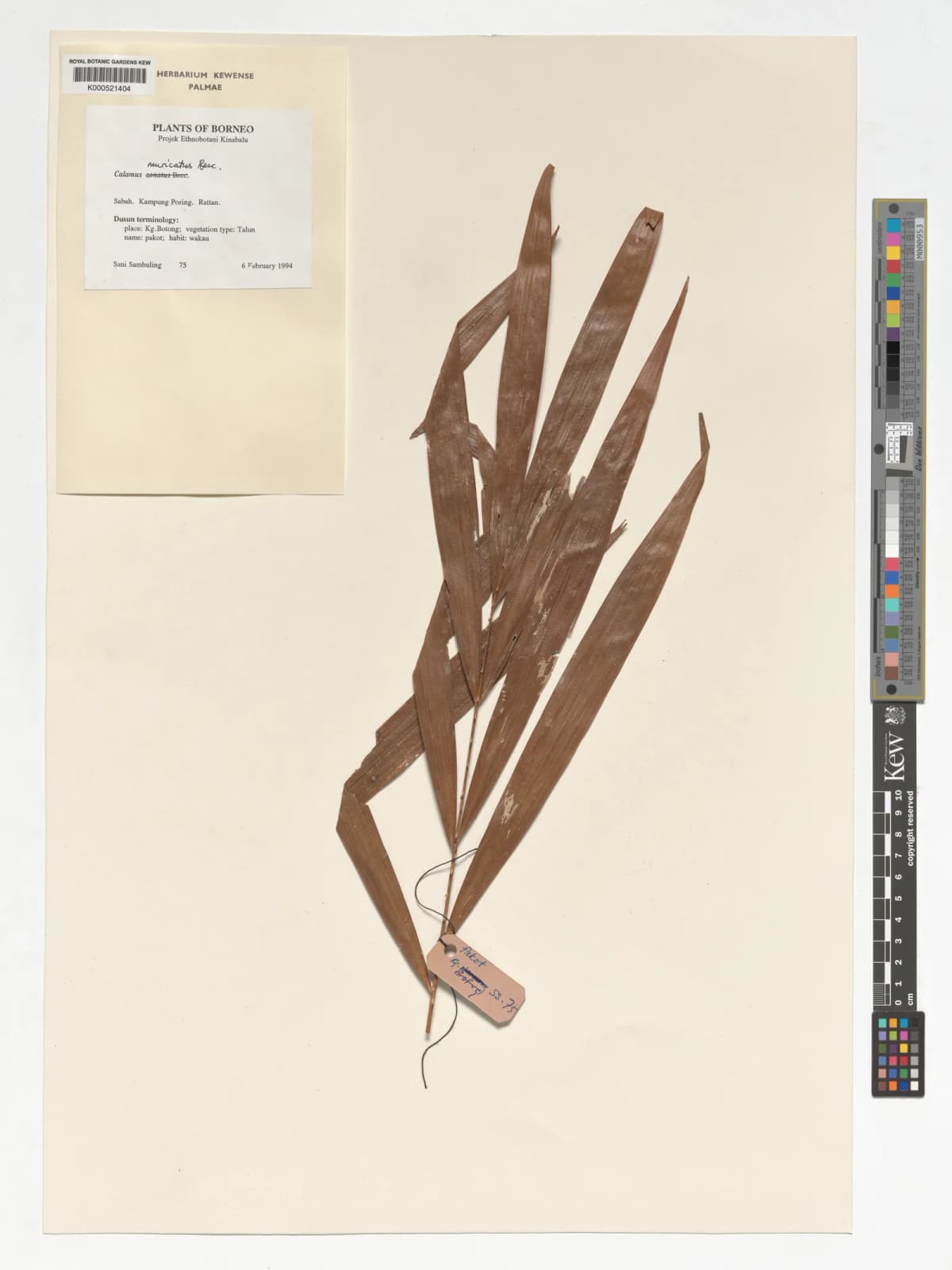 Botanical specimen of Calamus Muricatus.